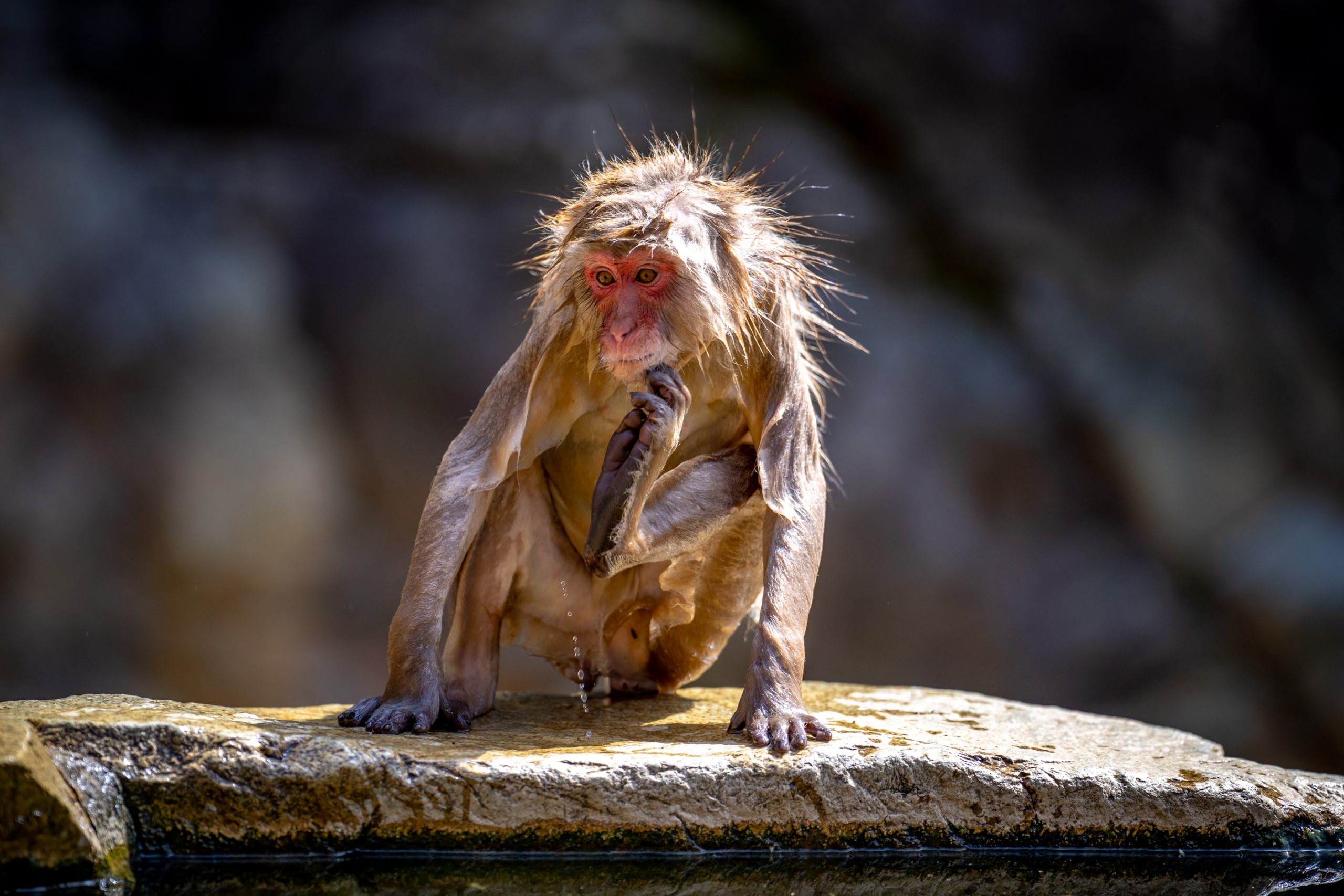 Macaque Japonais au Bain