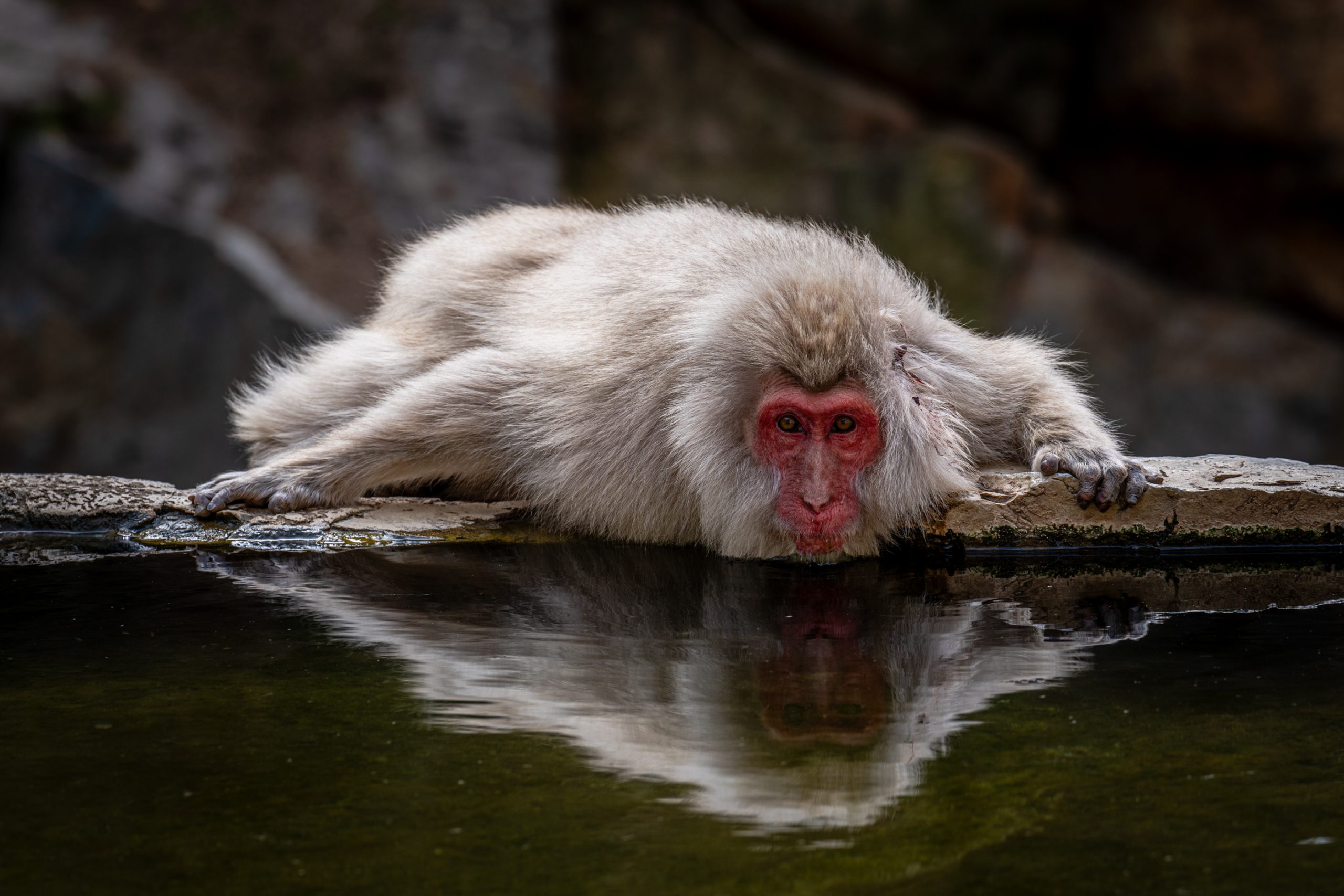 Macaque Japonais au Bord d'Eau