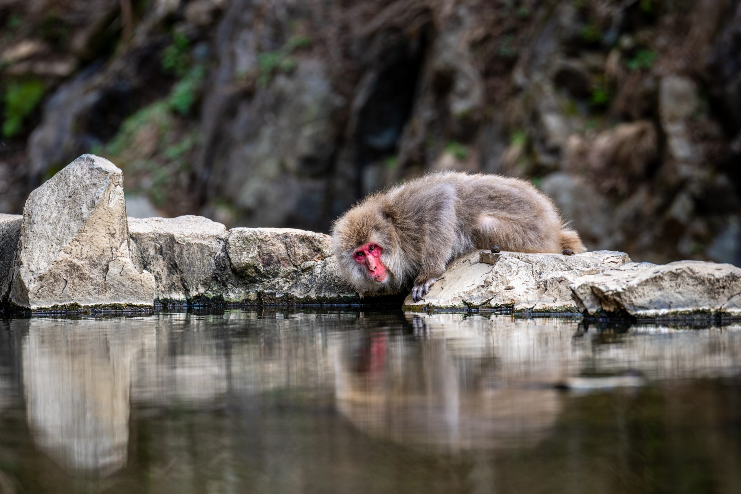 Macaque Japonais au Bord de l’Onsen