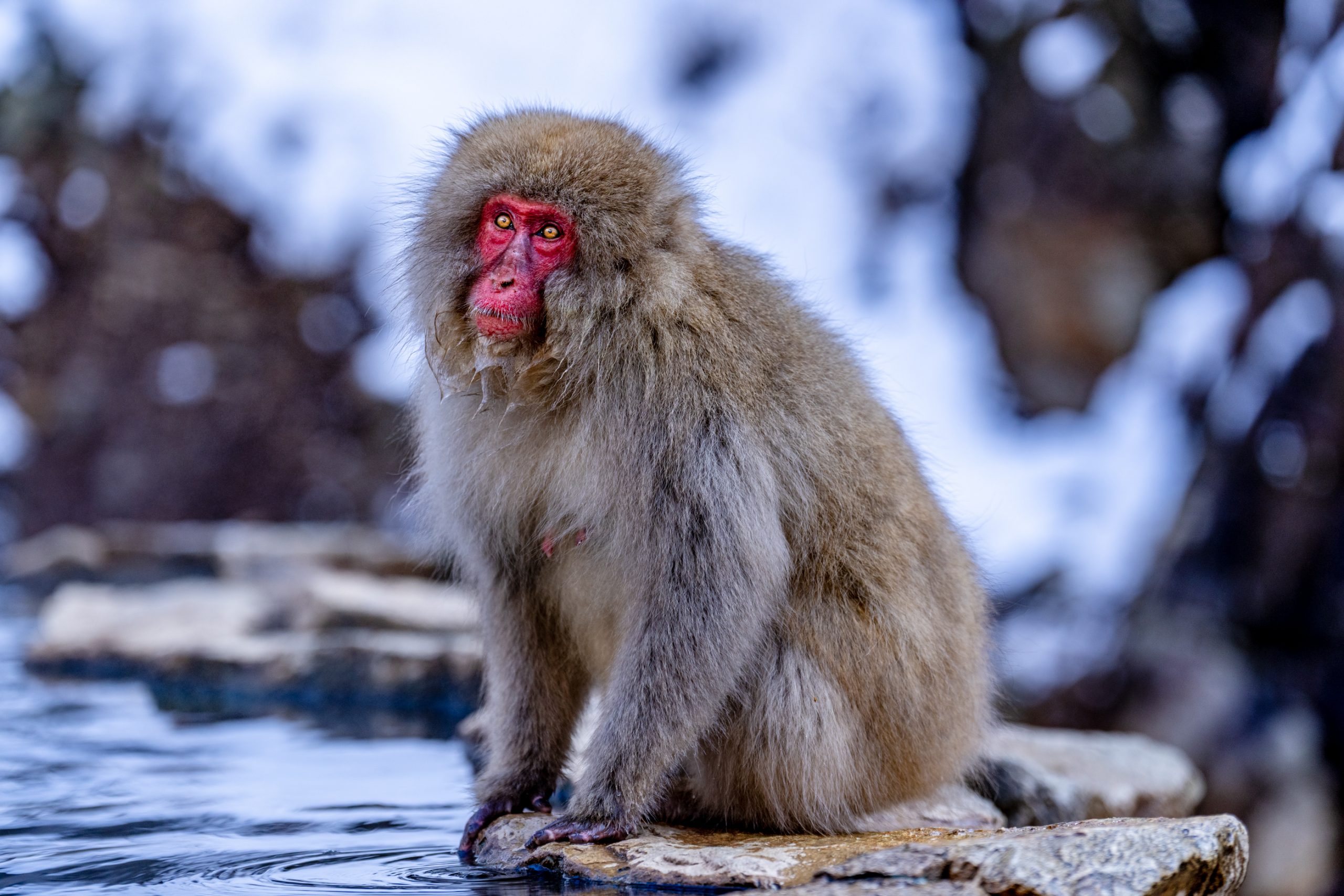 Macaque Japonais aux Sources Thermales