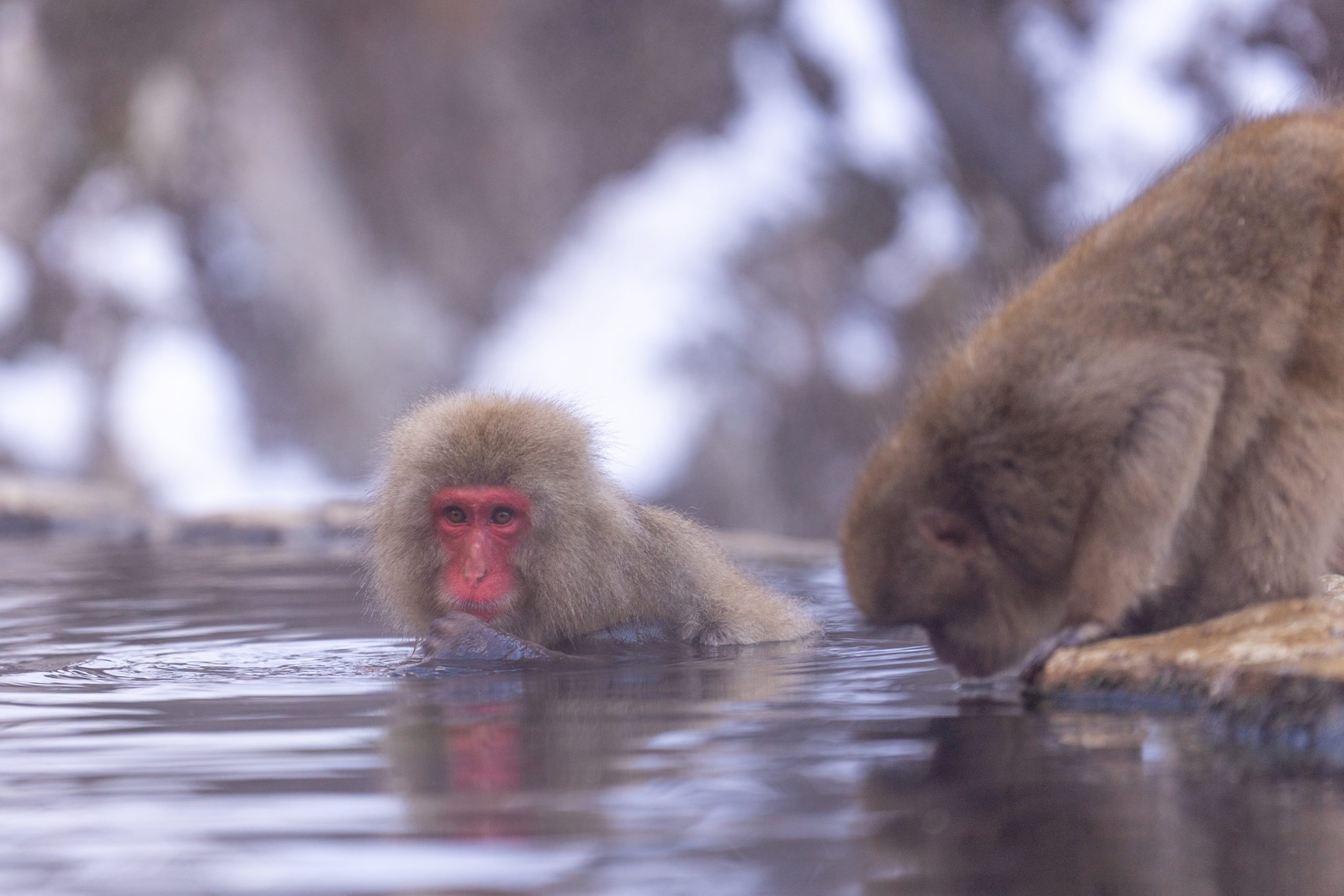 Macaque Japonais dans un Onsen