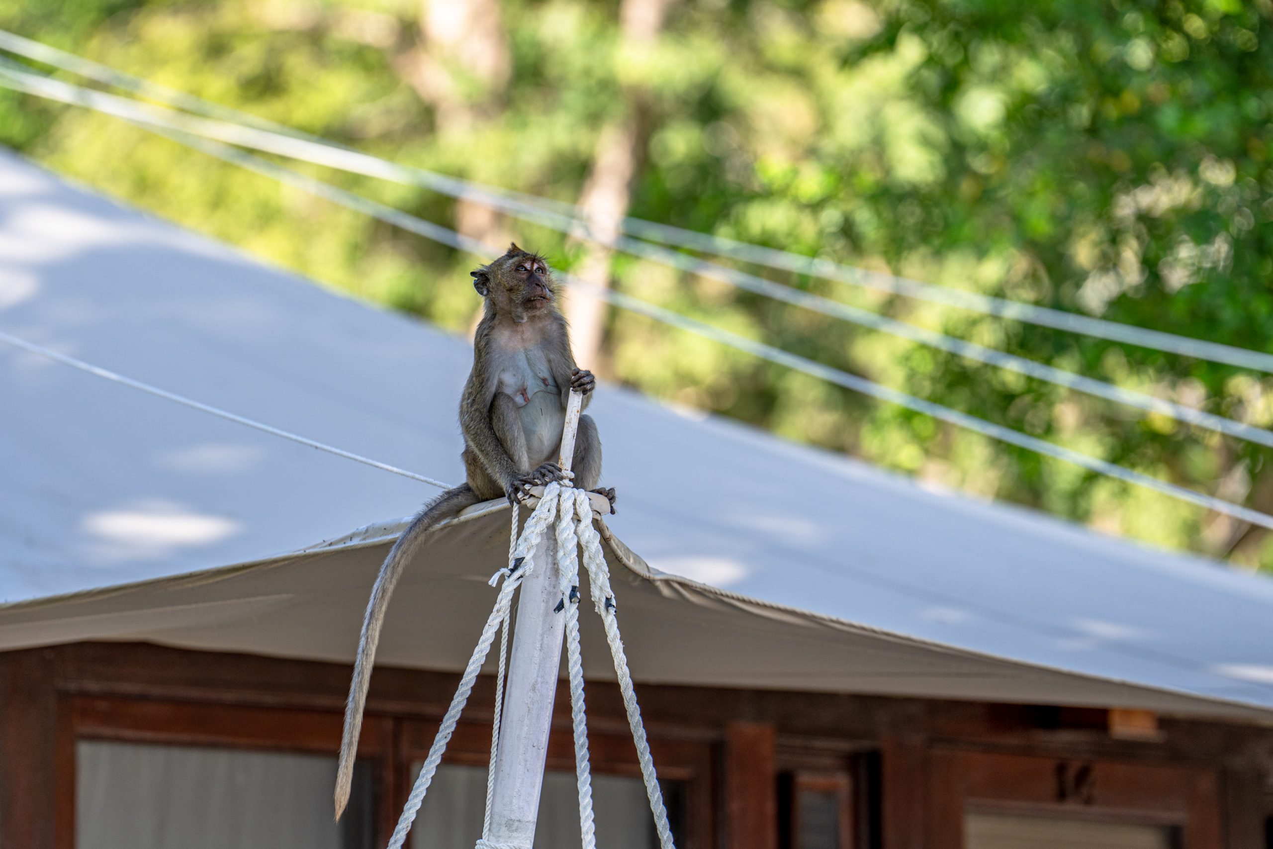 Macaque crabier femelle perchée sur mât