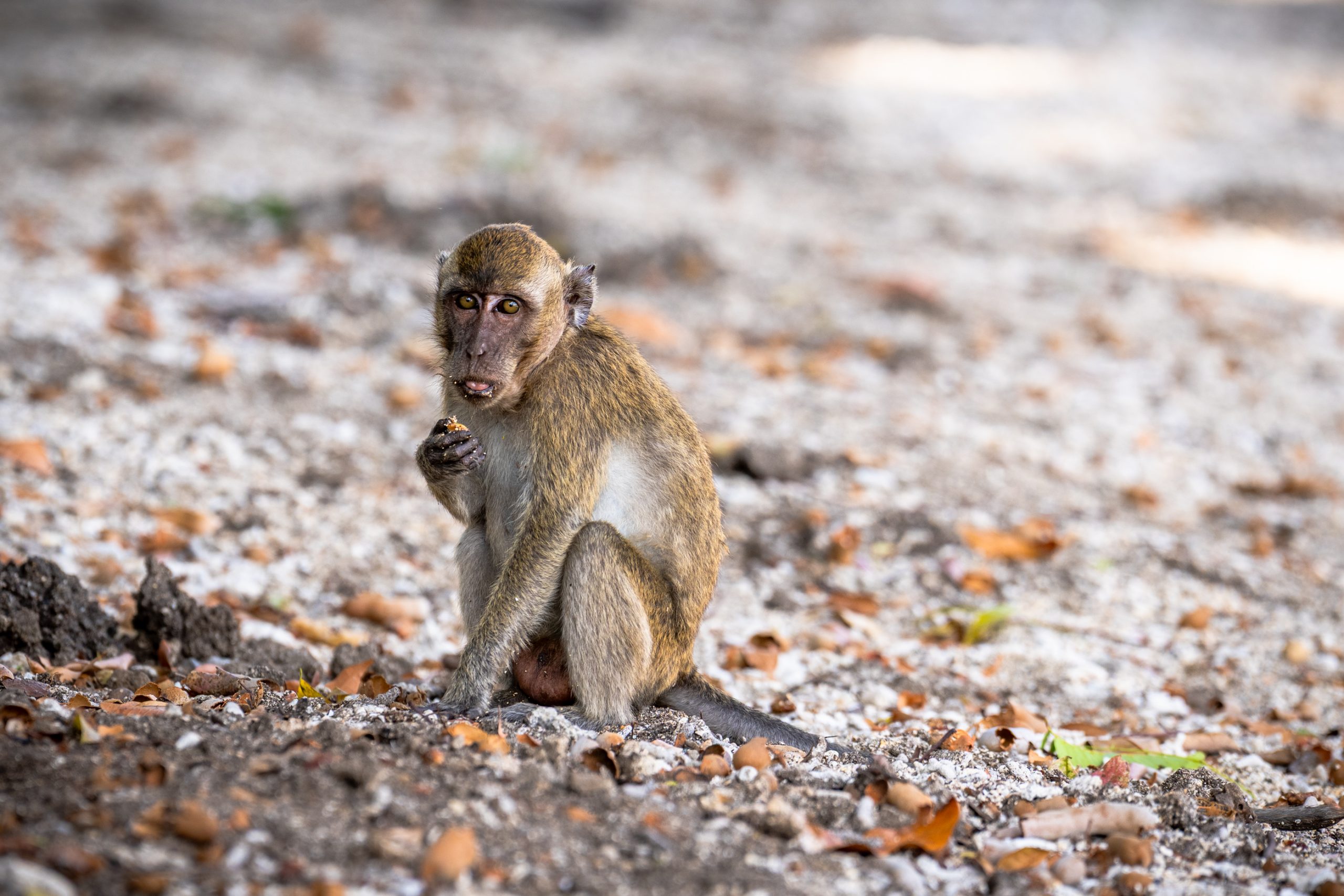 Macaque crabier grignotant