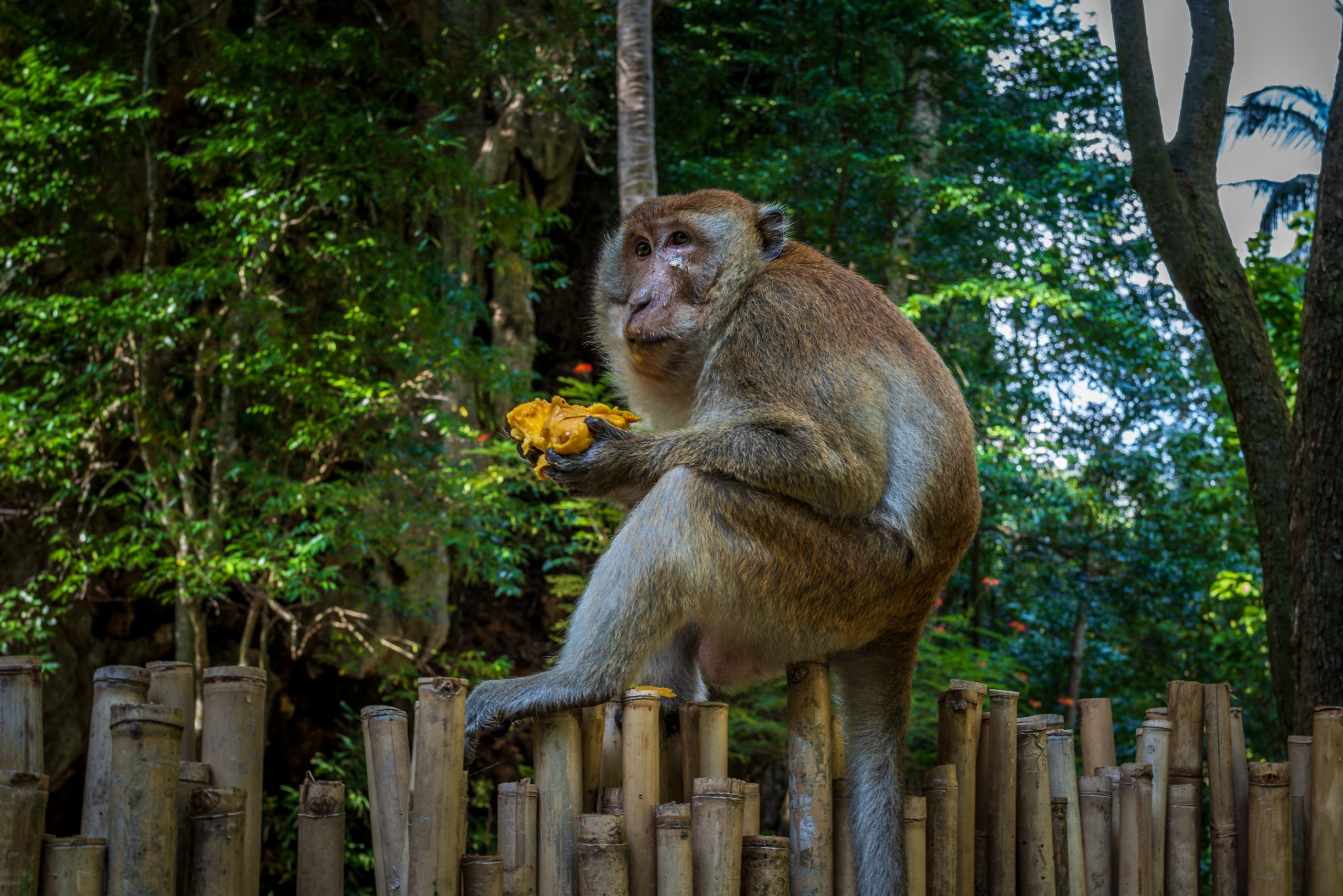 Macaque crabier mangeant du jacquier