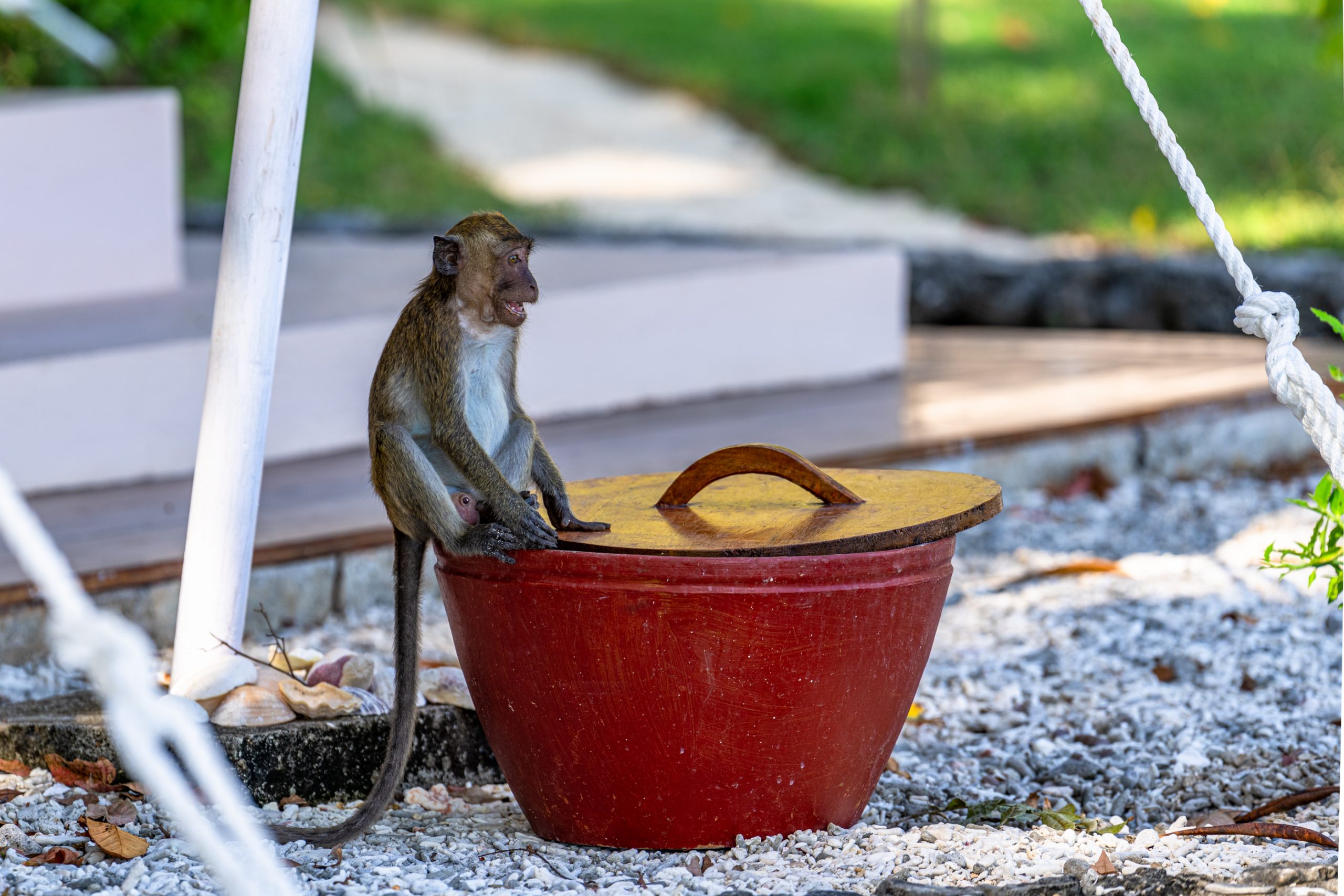 Macaque crabier perché sur seau