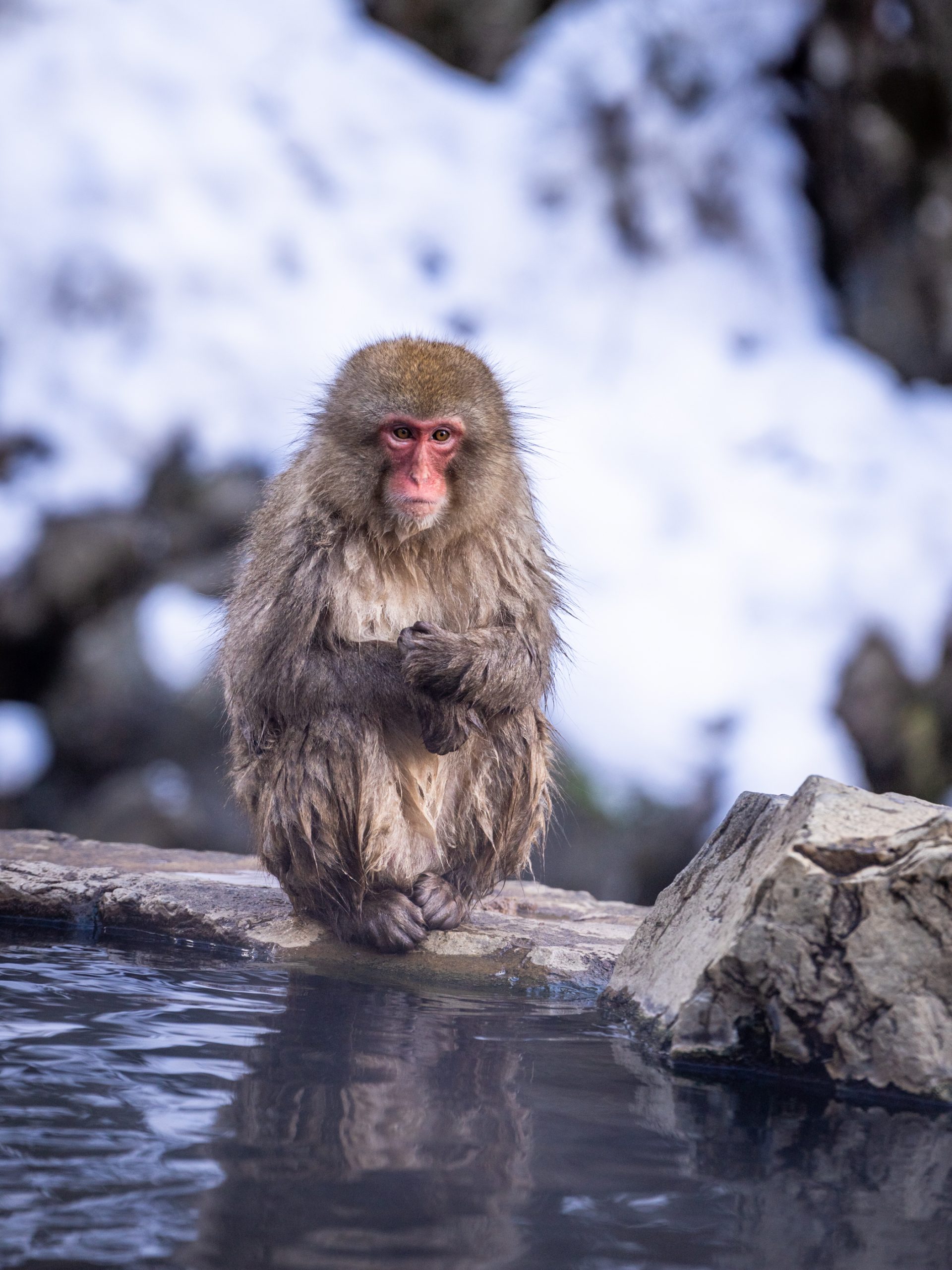 Macaque des neiges dans Onsen