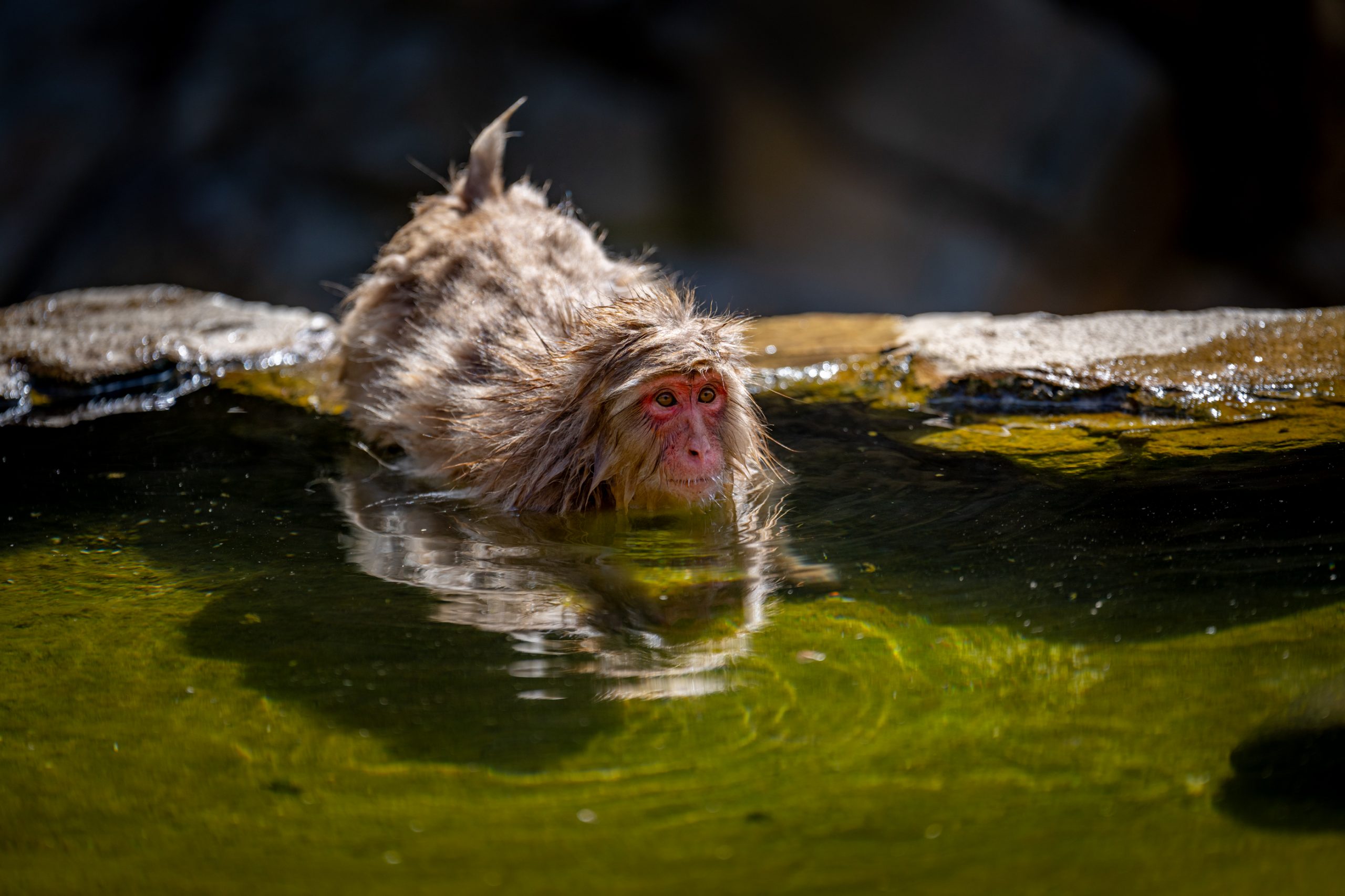 Macaque des neiges dans onsen