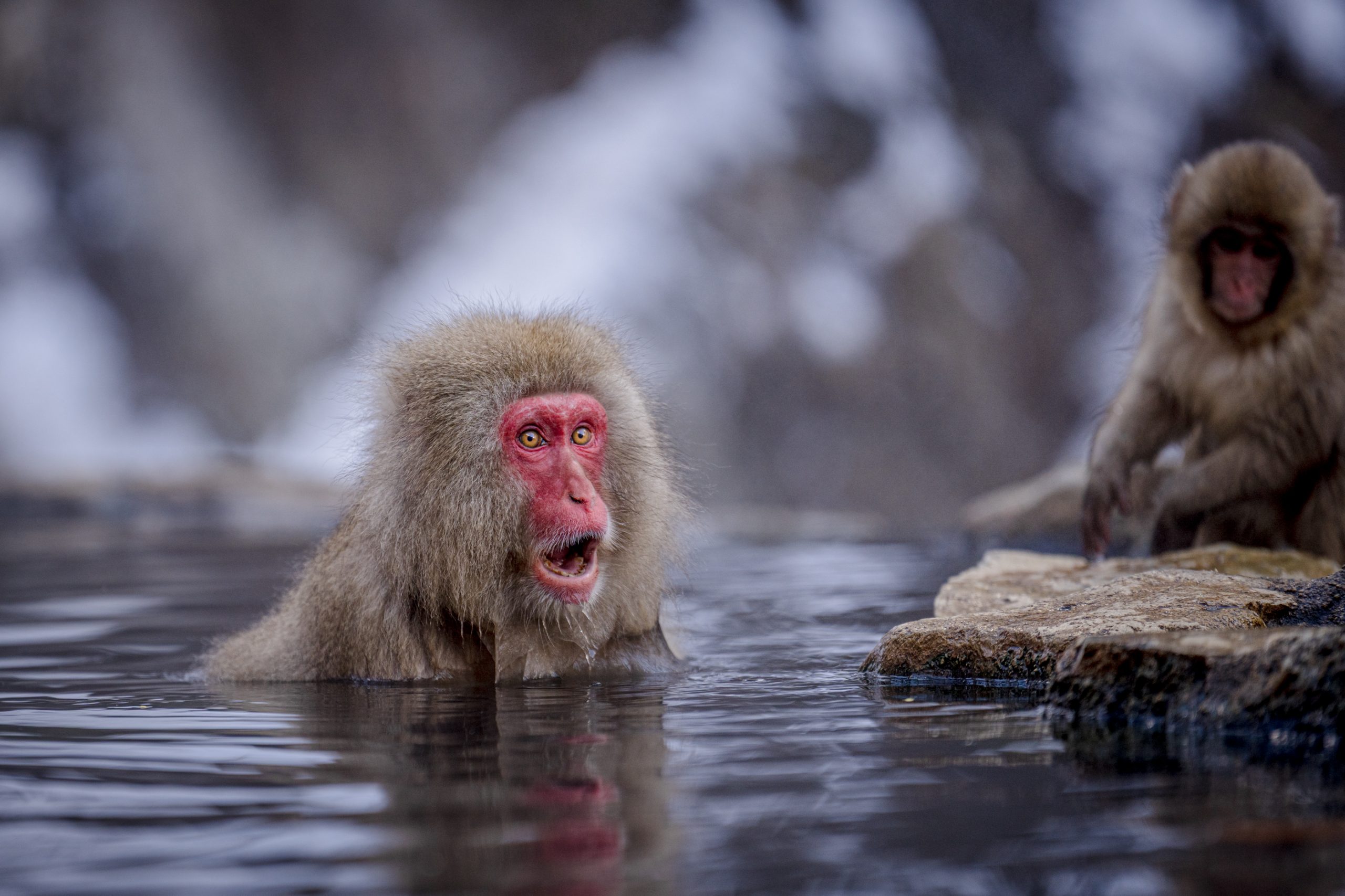 Macaque des neiges dans un onsen
