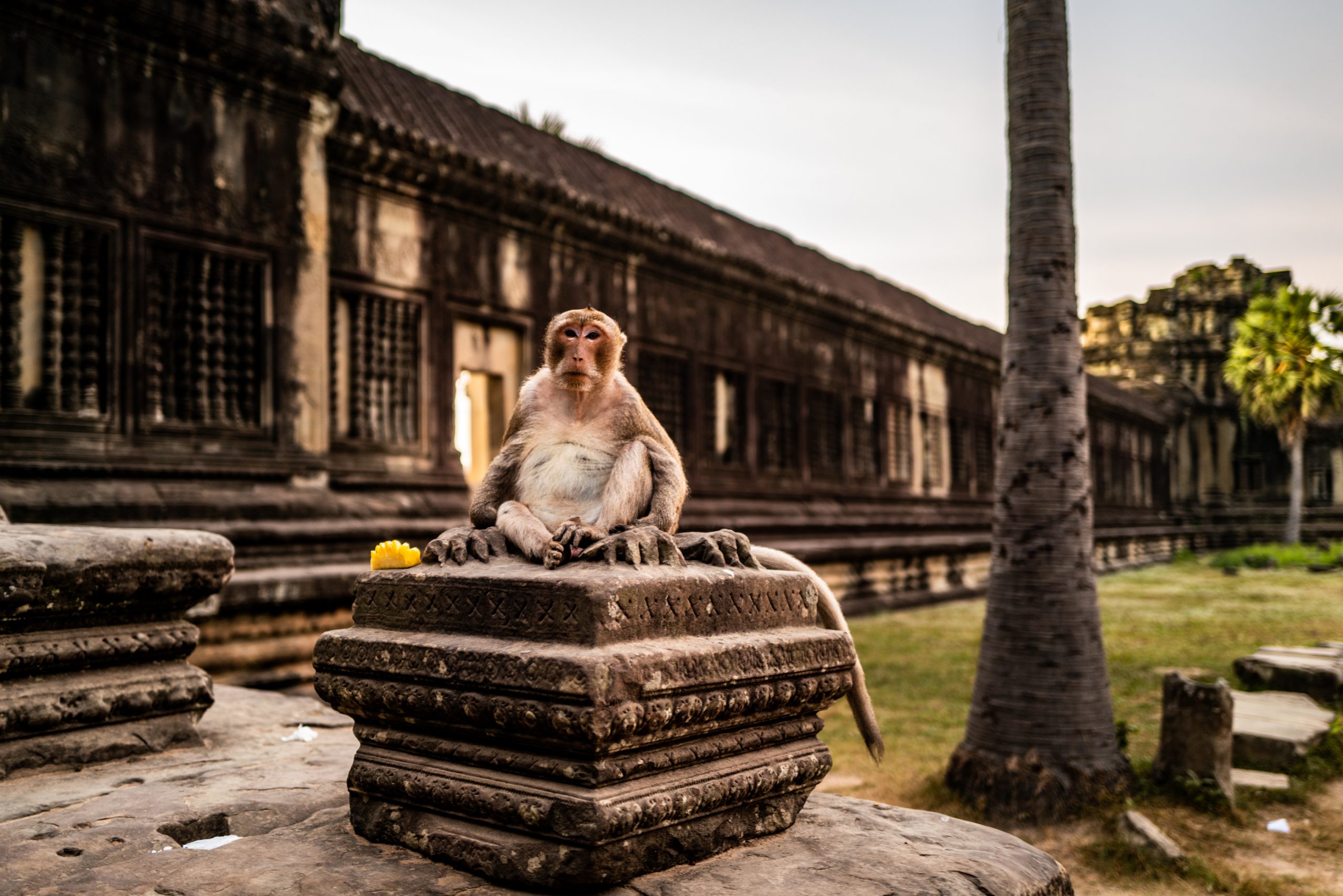 Macaque du Temple d'Angkor Wat