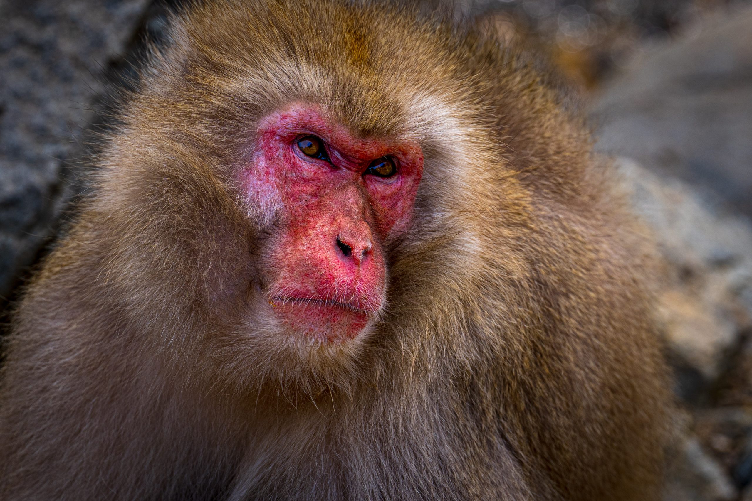 Macaque japonais au regard intense