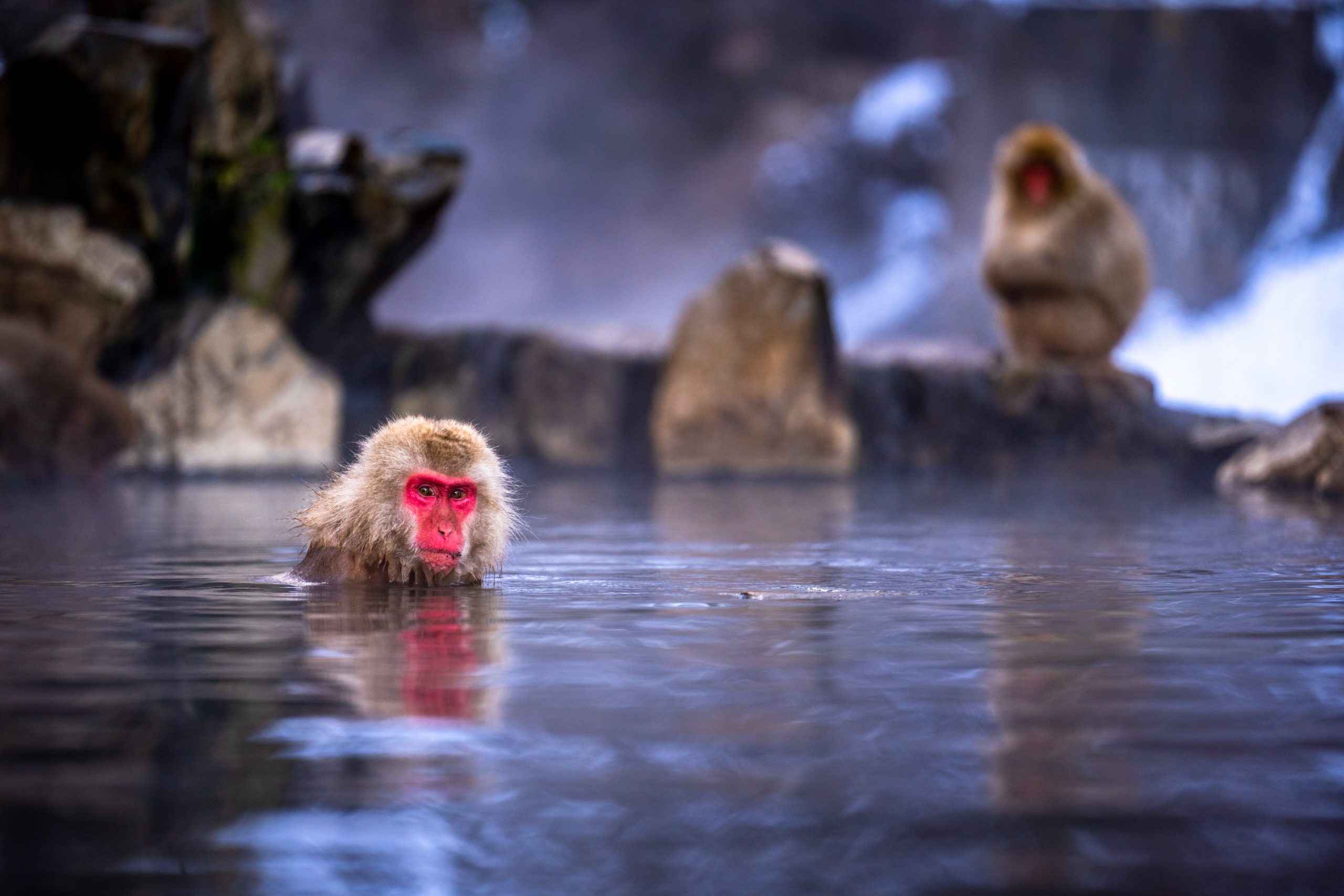 Macaque japonais dans l’onsen