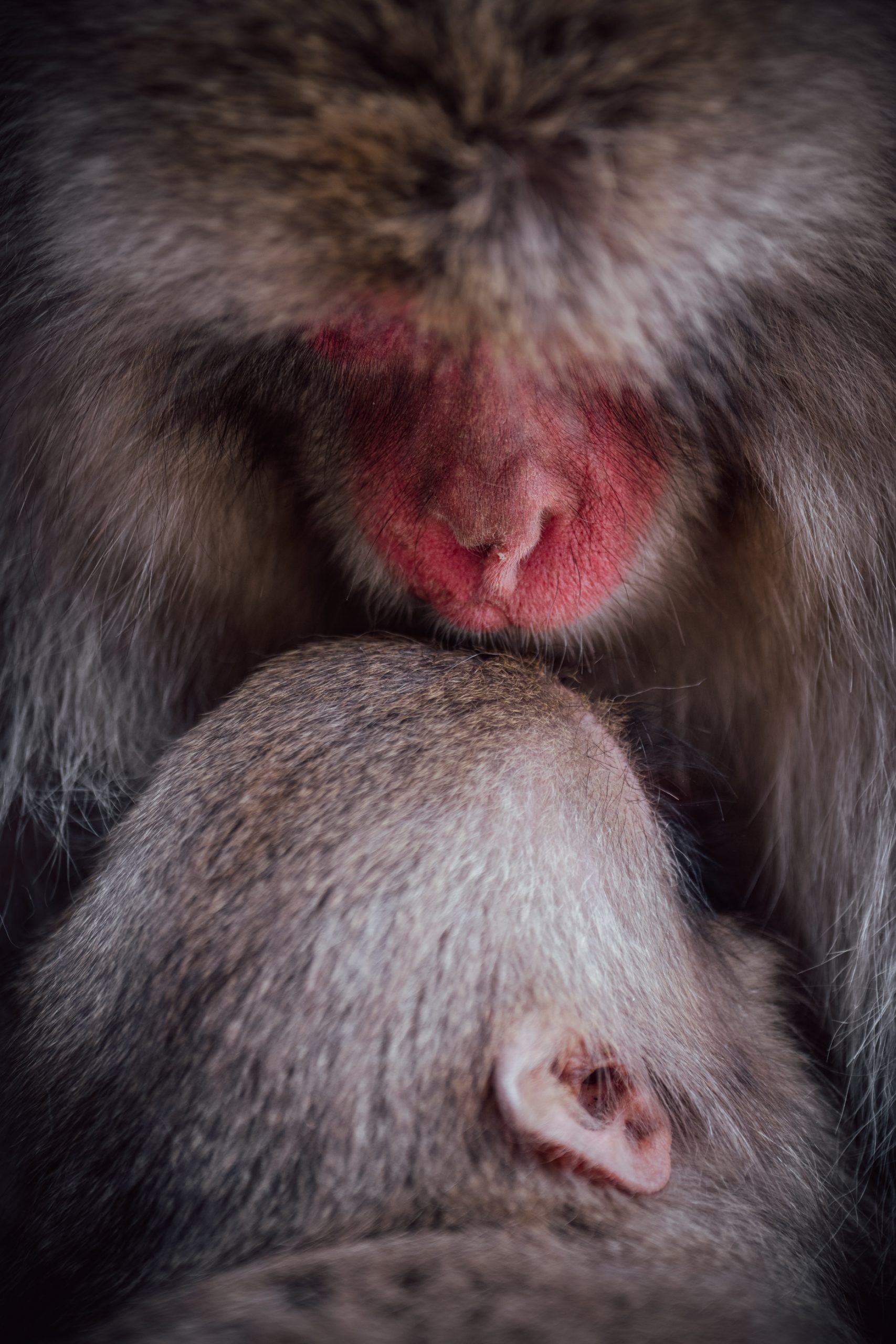 Macaque japonais et son petit
