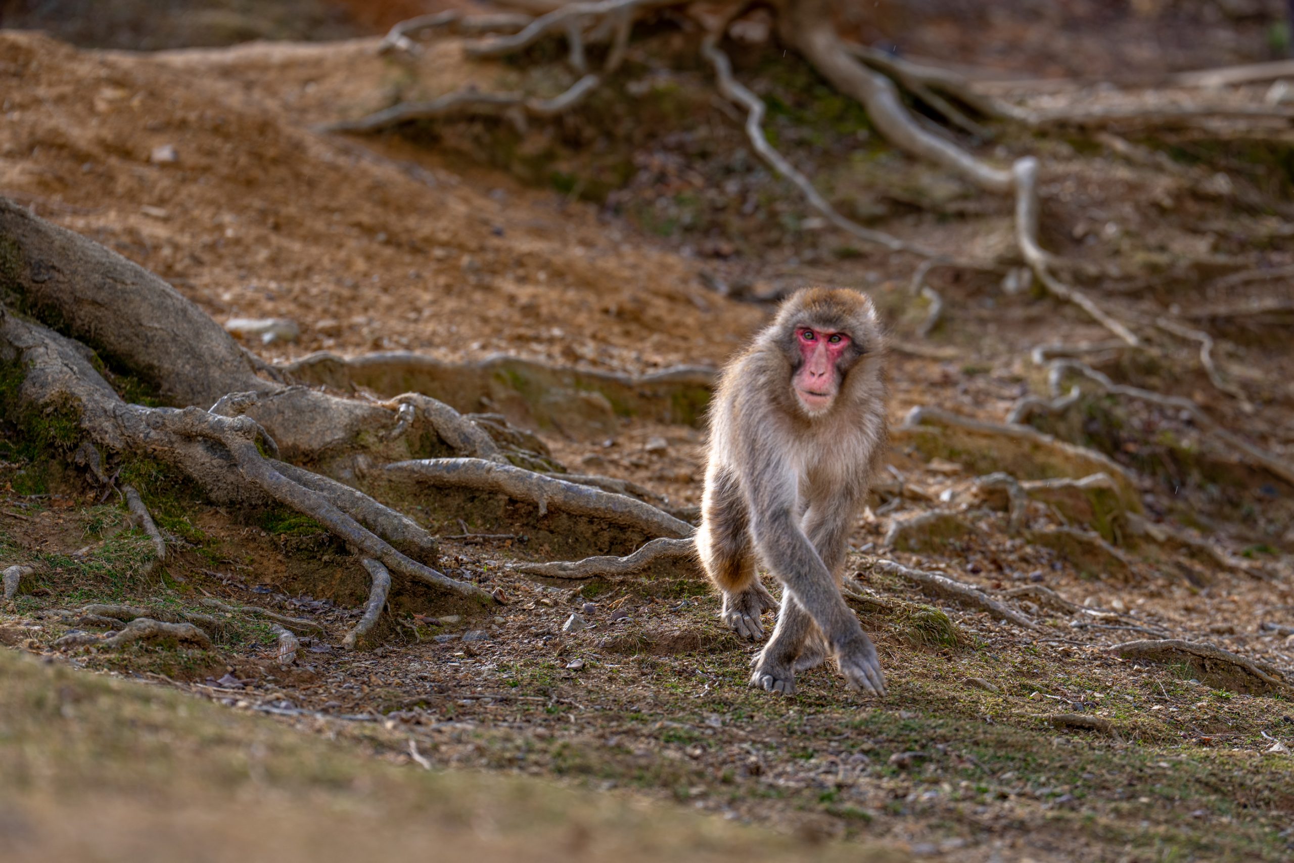 Macaque japonais parmi les racines