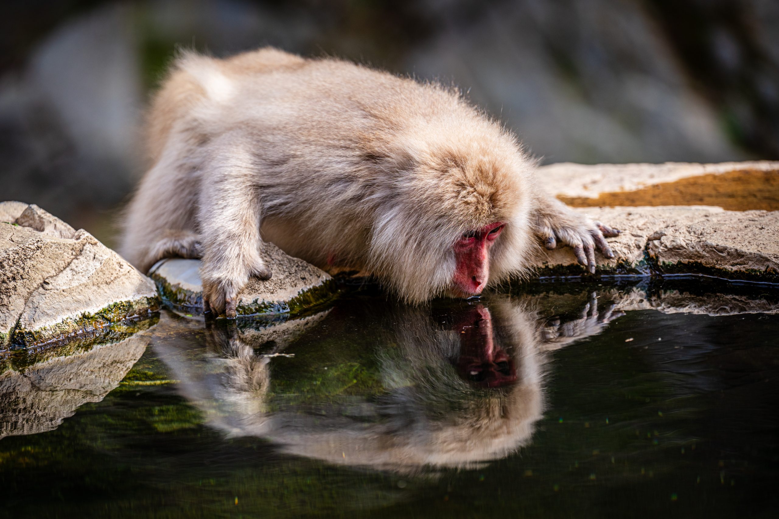 Macaque japonais se mirant