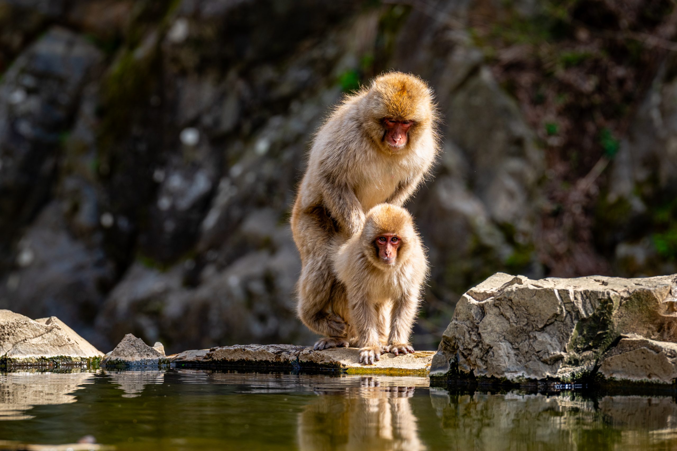 Macaques Japonais au Bord de l’Eau
