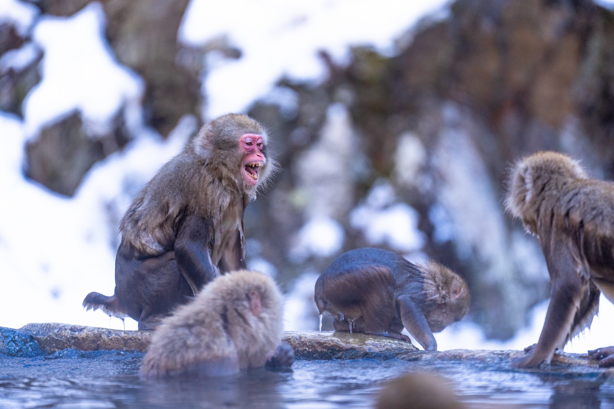 Macaques Japonais dans un onsen