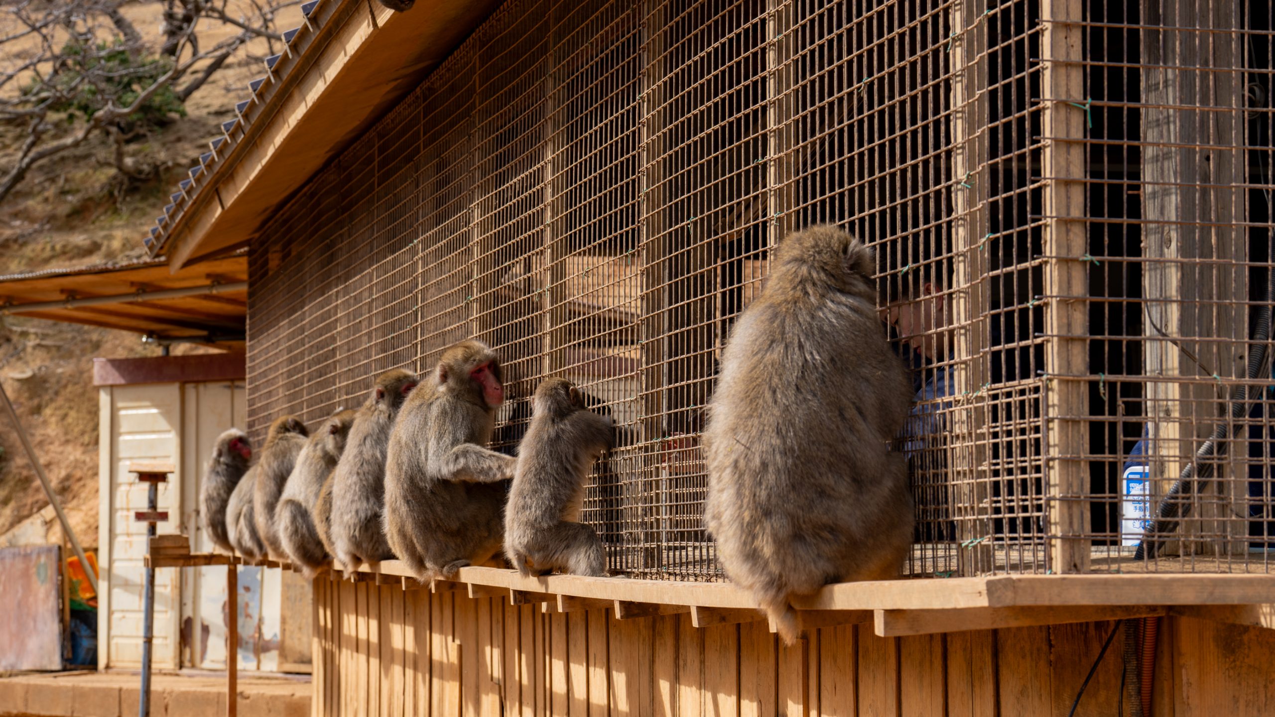 Macaques Japonais en File