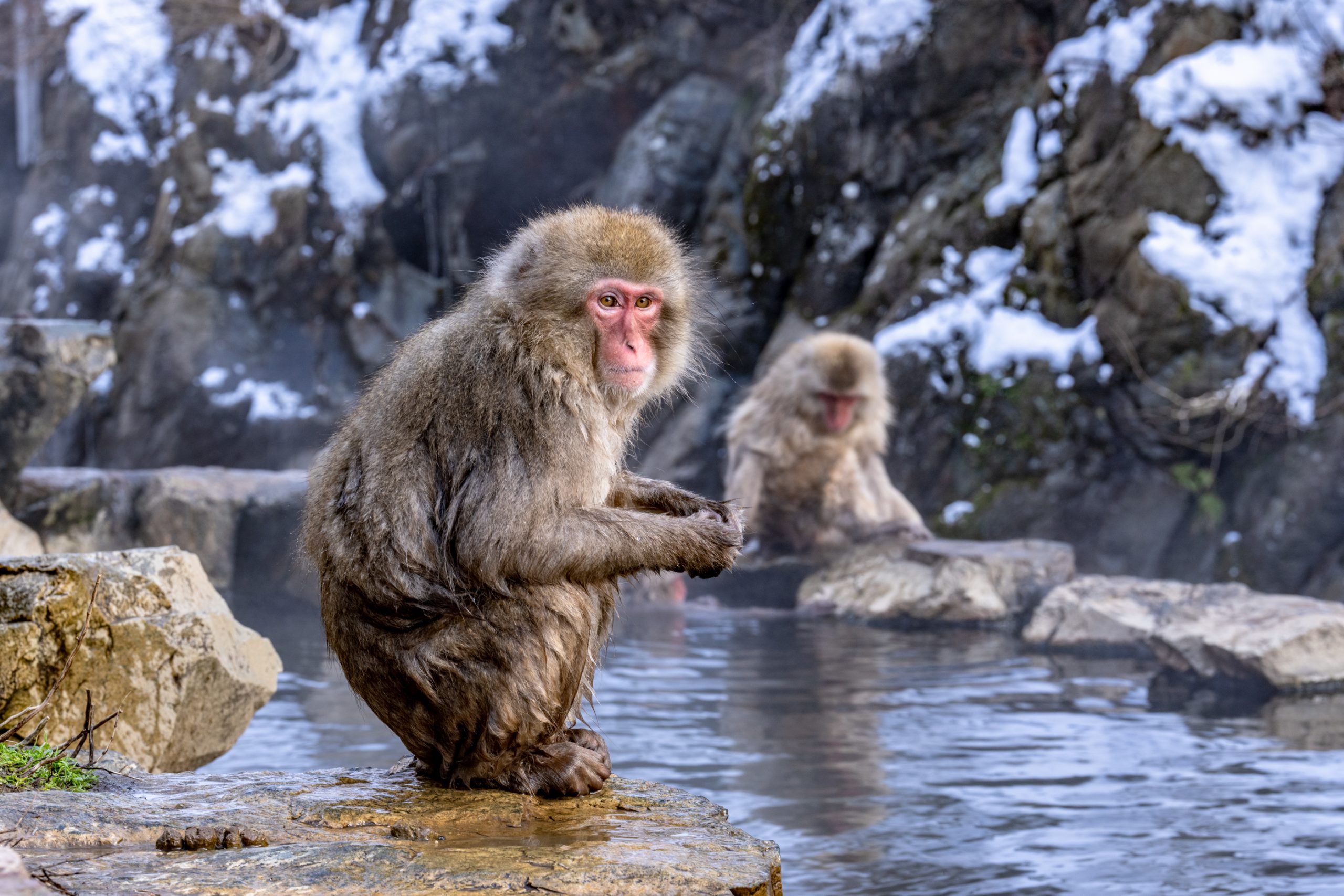 Macaques japonais à Jigokudani Yaen-Koen