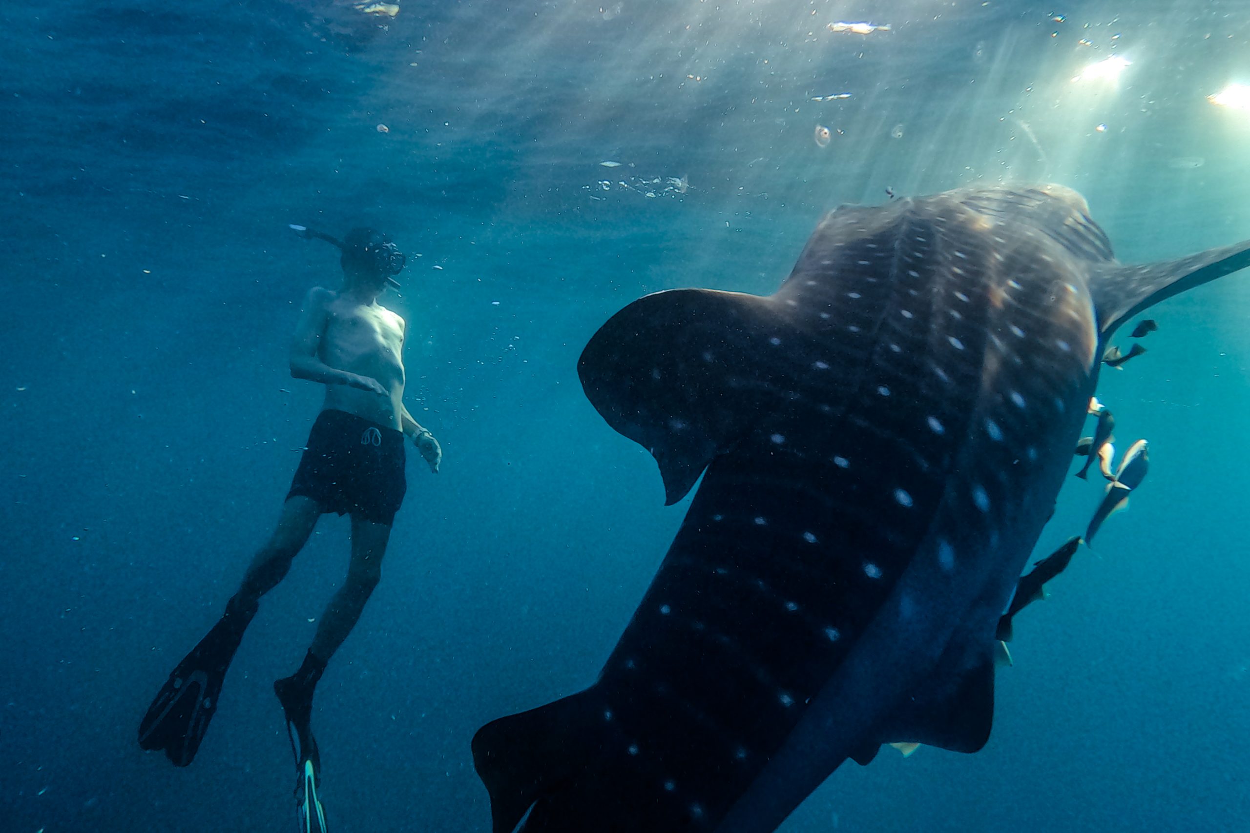 Moi Face au Requin-Baleine
