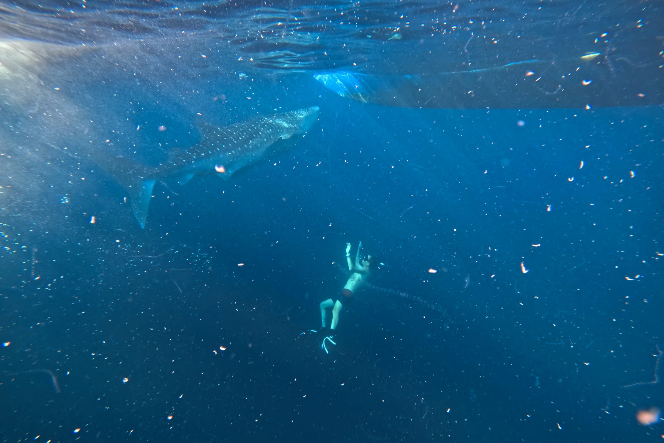 Moi en apnée et requin-baleine