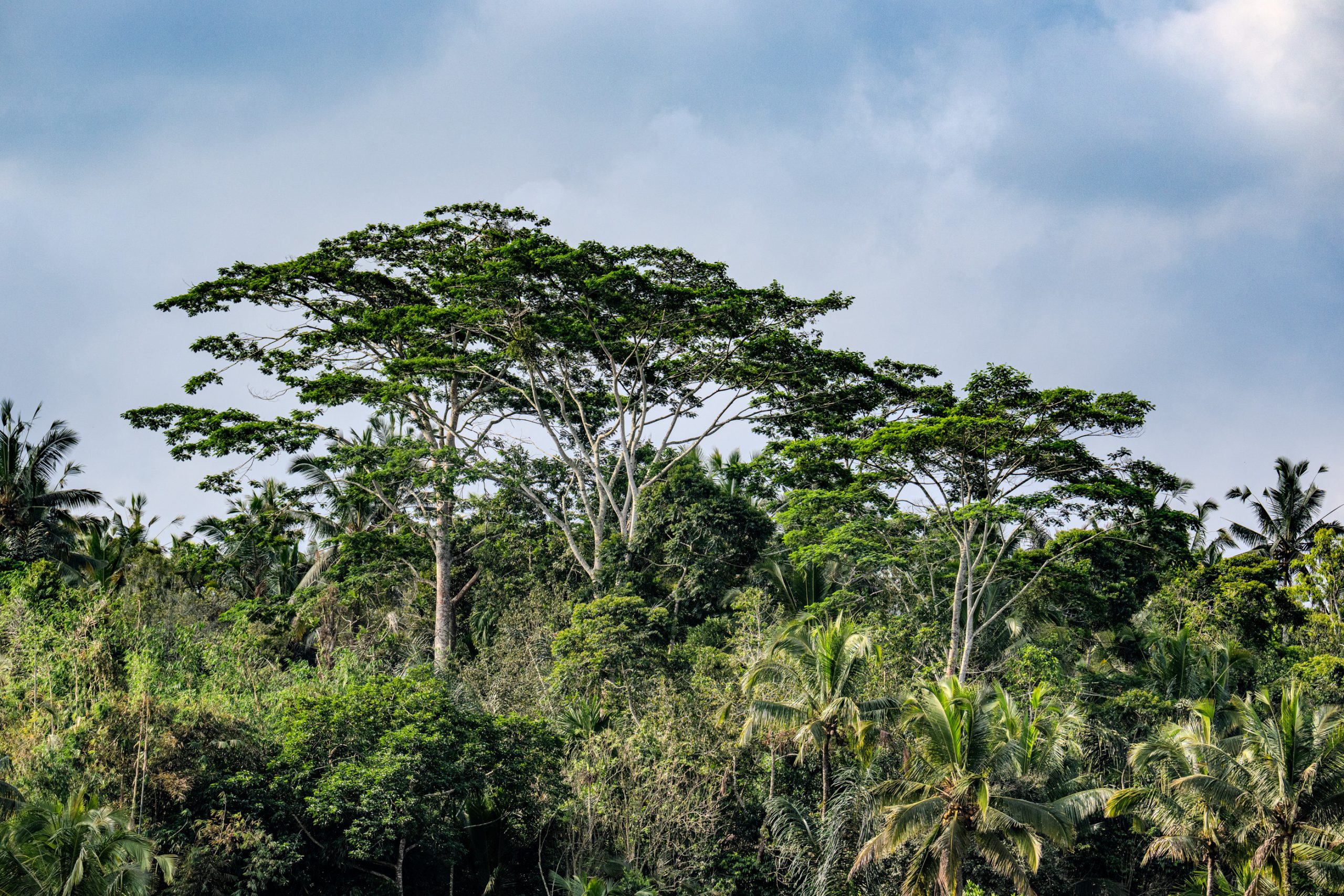 Panorama de la canopée tropicale
