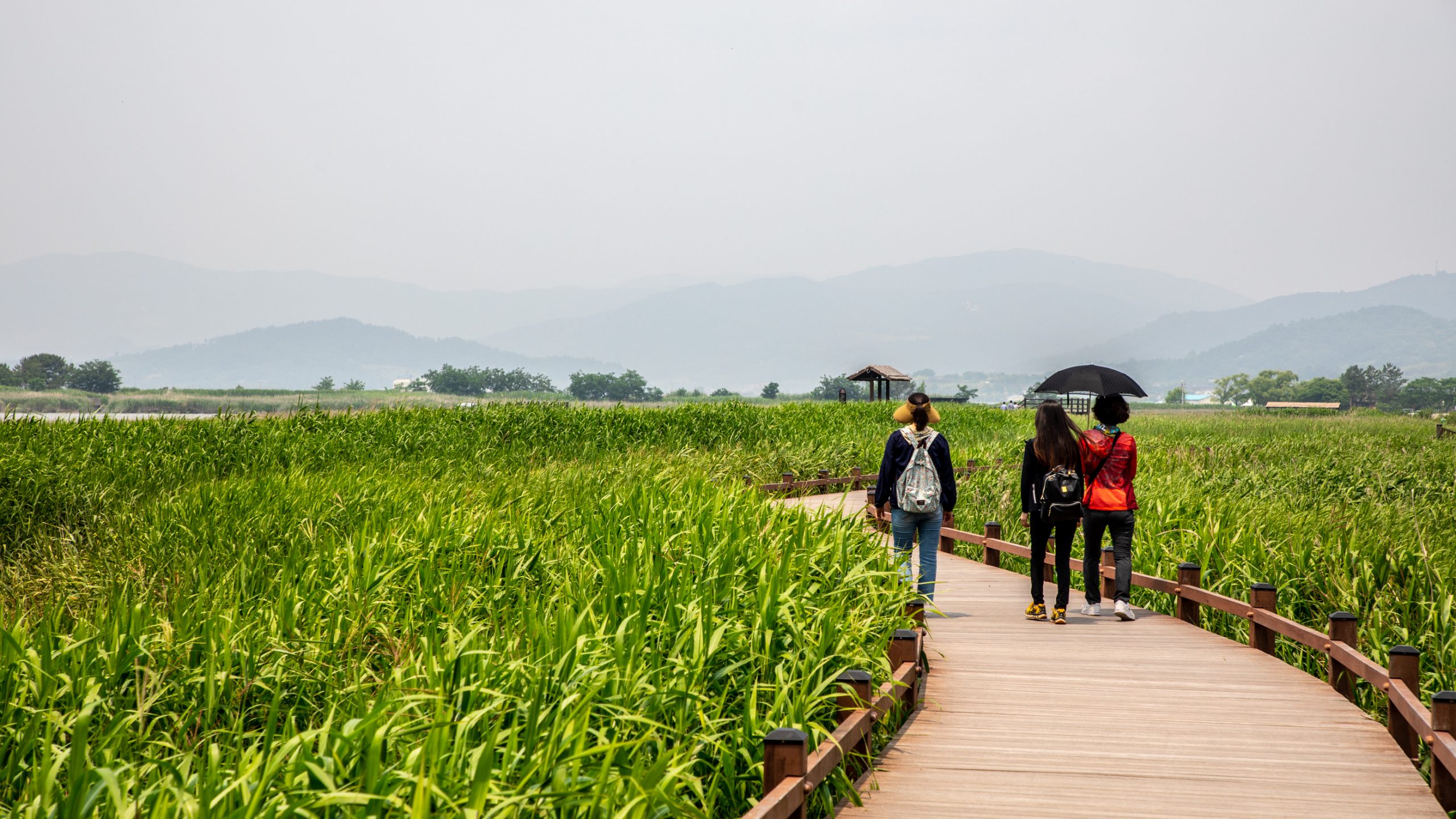 Passerelle dans marais de roseaux