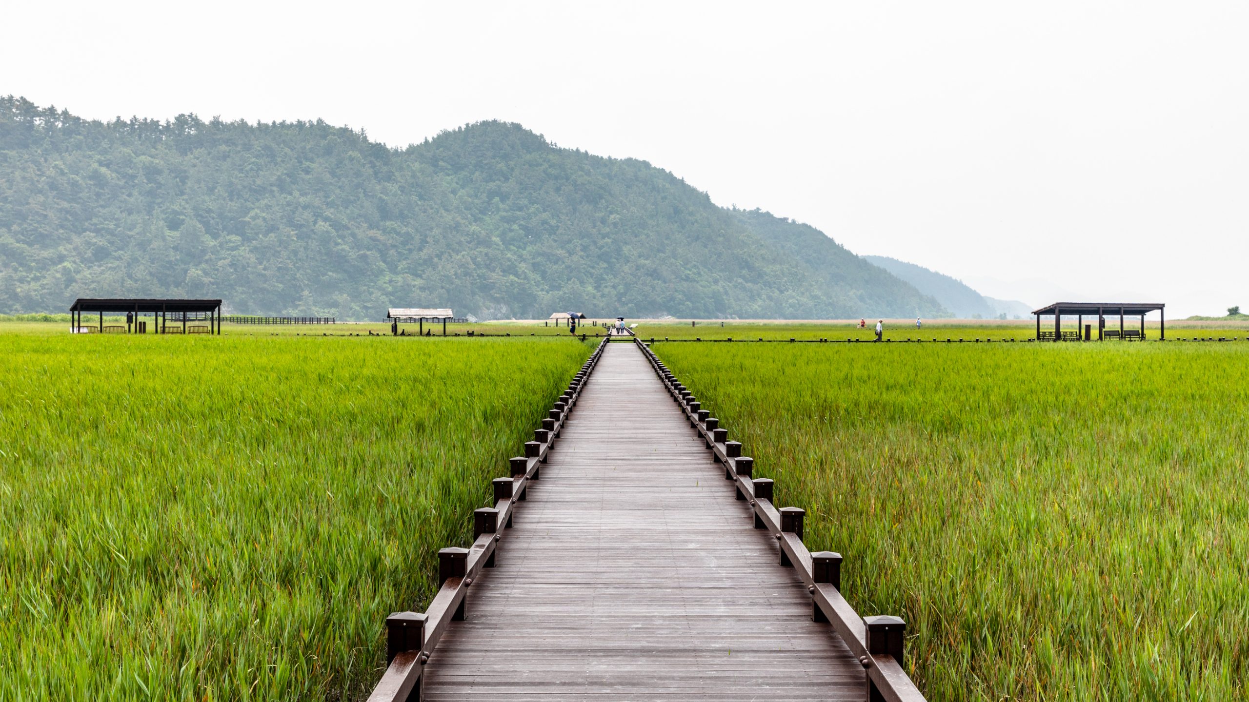 Passerelle sur marais de roseaux