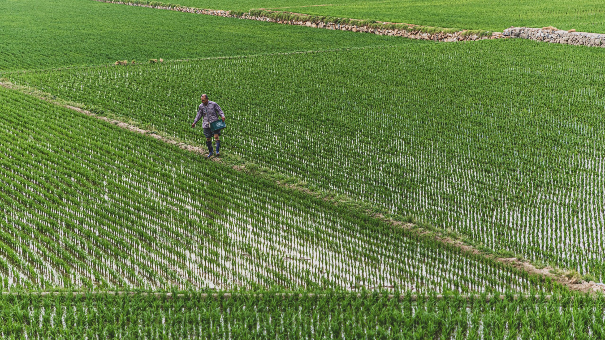 Paysan dans rizière inondée