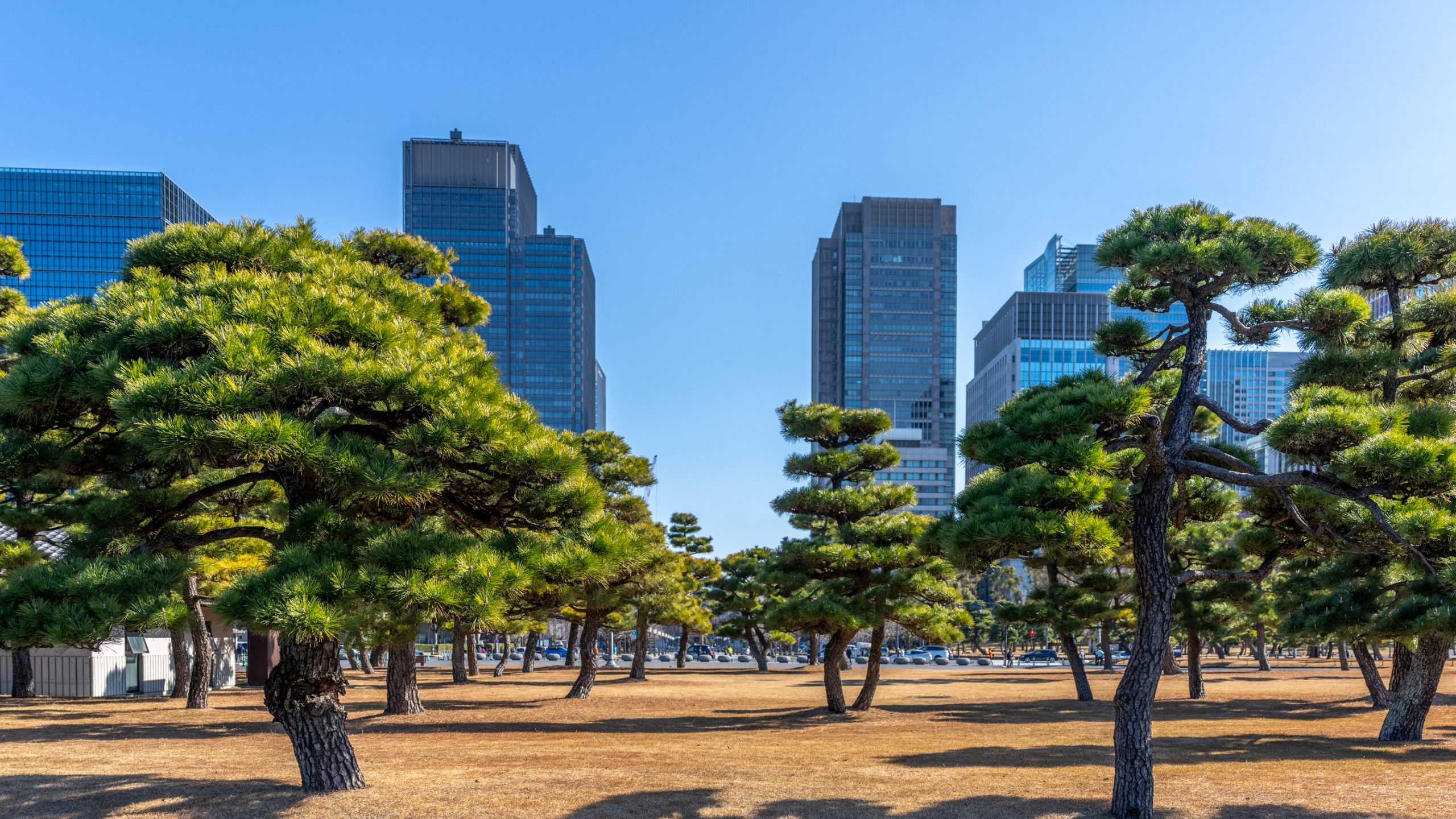 Pins japonais face aux gratte-ciels
