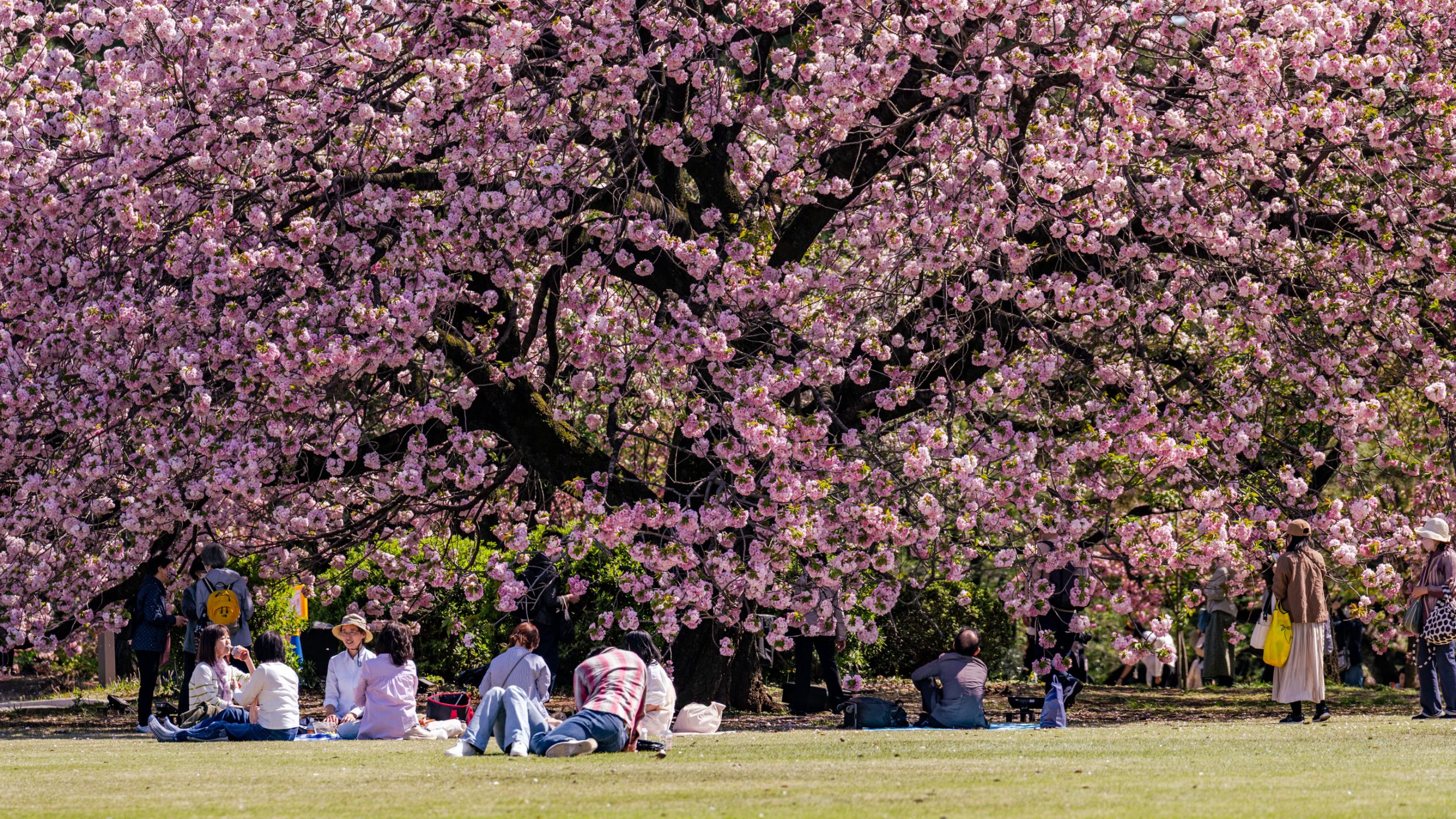 Pique-nique sous cerisier du Japon
