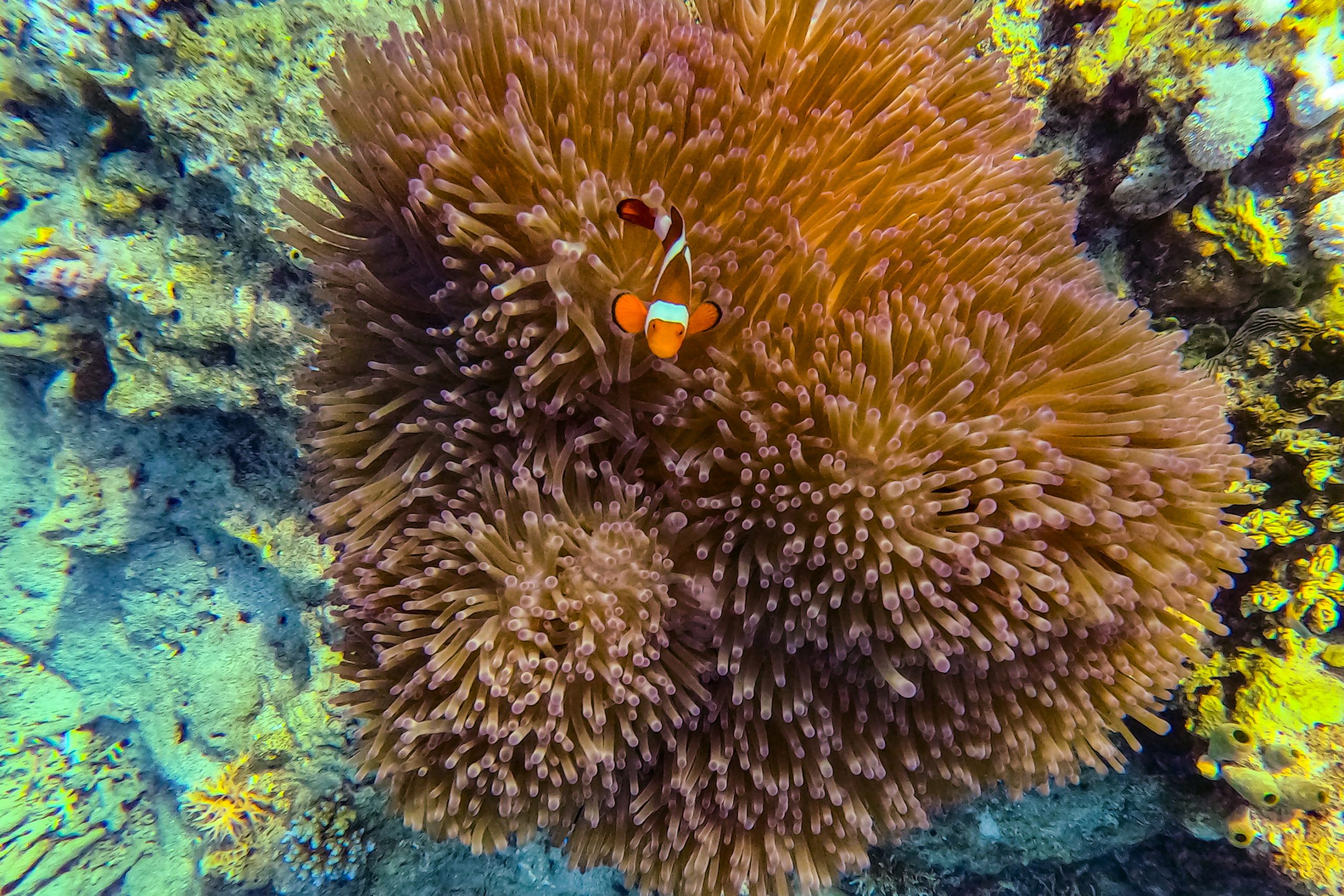 Poisson-clown ocellaris dans l’anémone