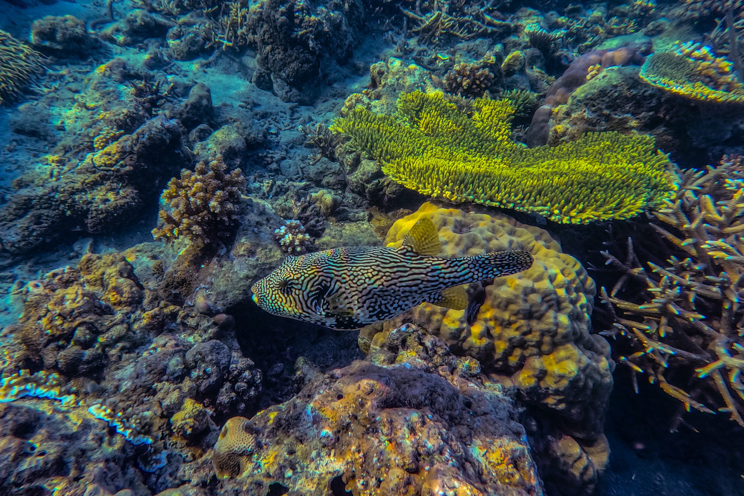 Poisson-globe labyrinthe sur corail