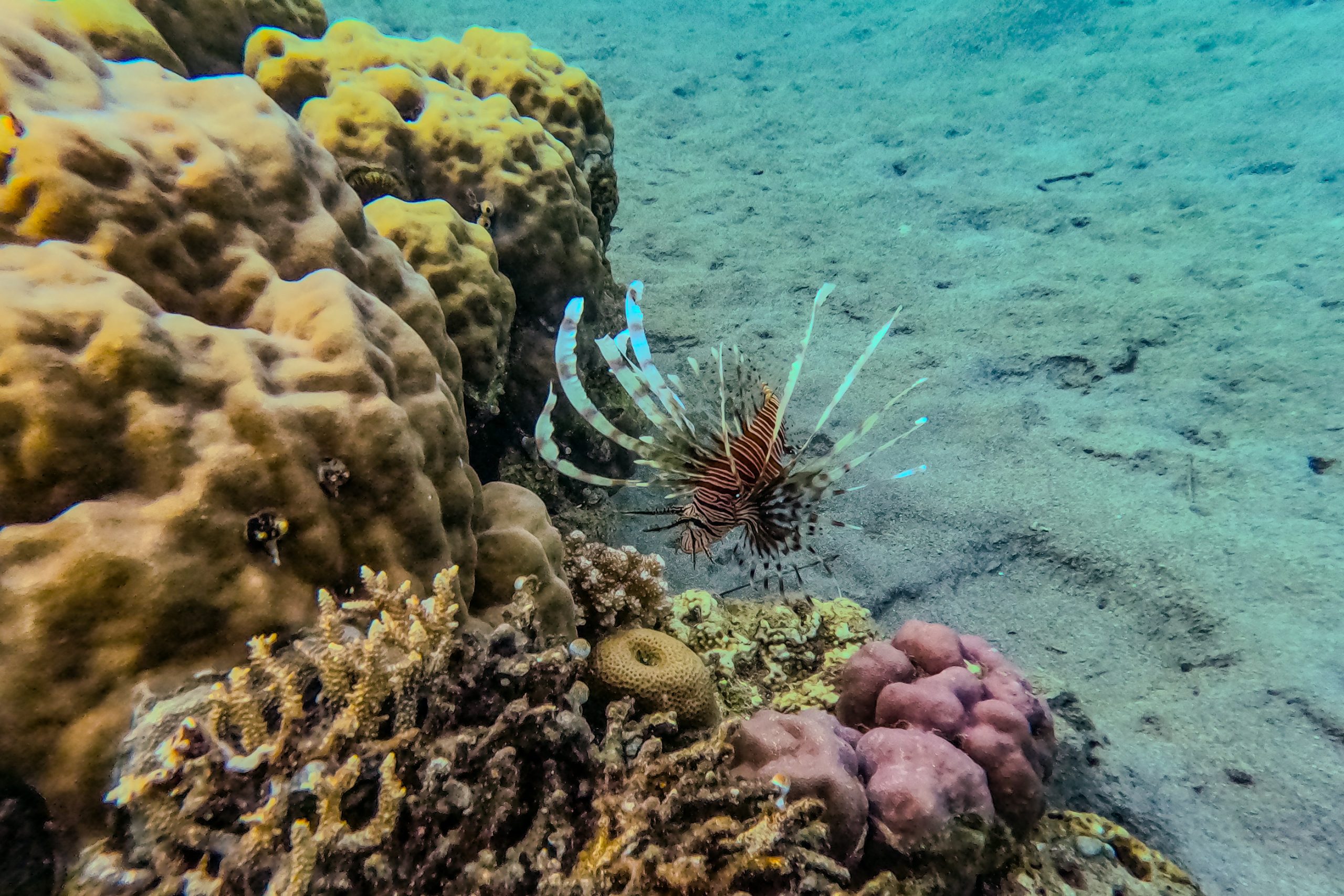 Poisson-lion sur récif corallien