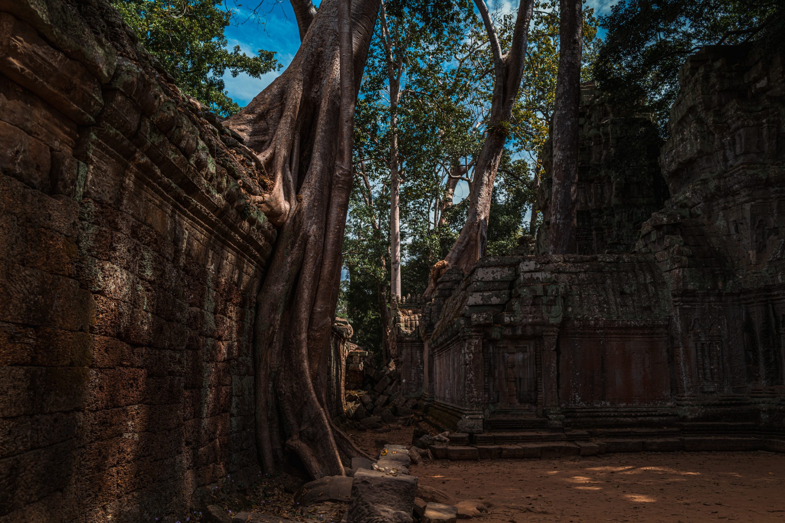 Racines de figuier à Ta Prohm