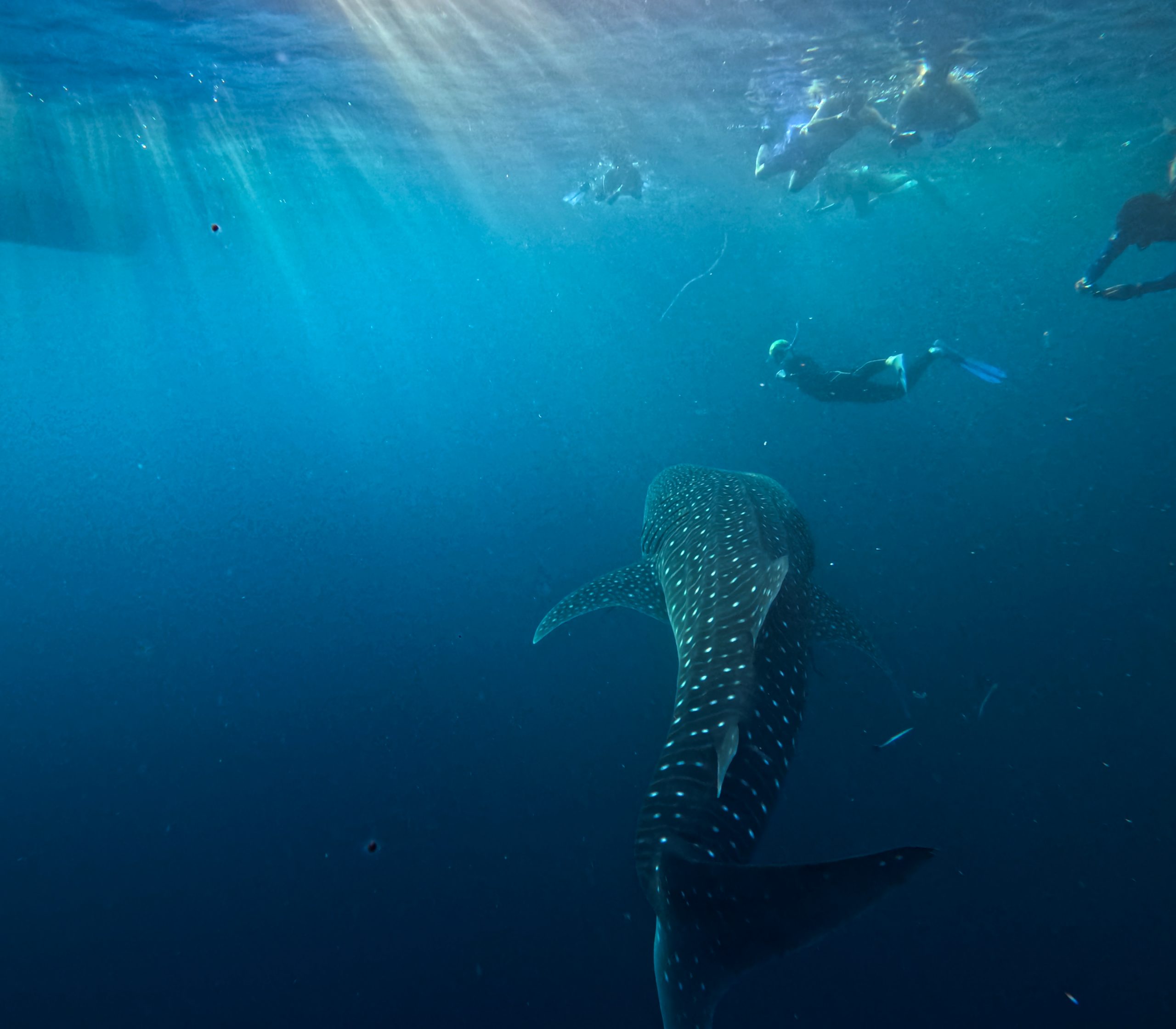 Rencontre avec le requin-baleine