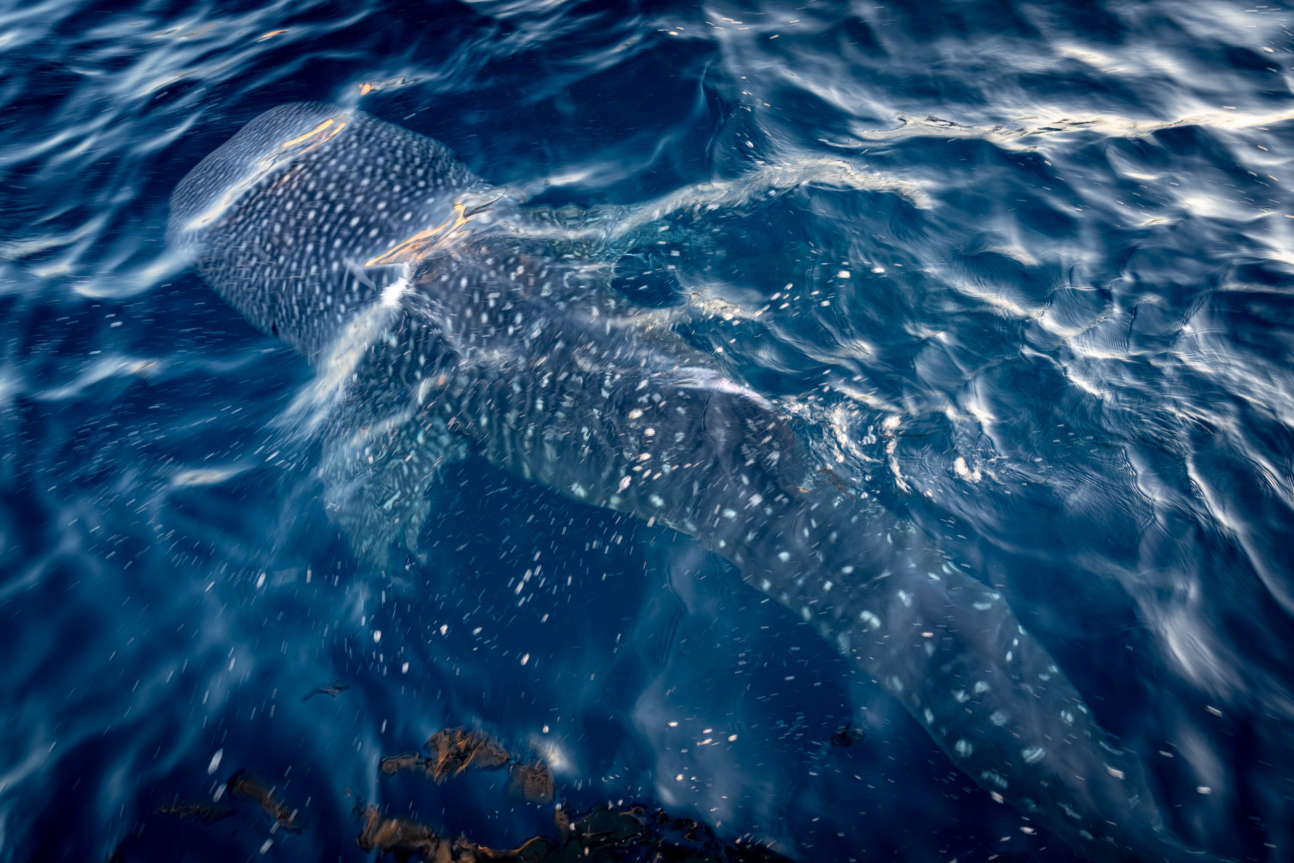 Requin-baleine depuis la surface