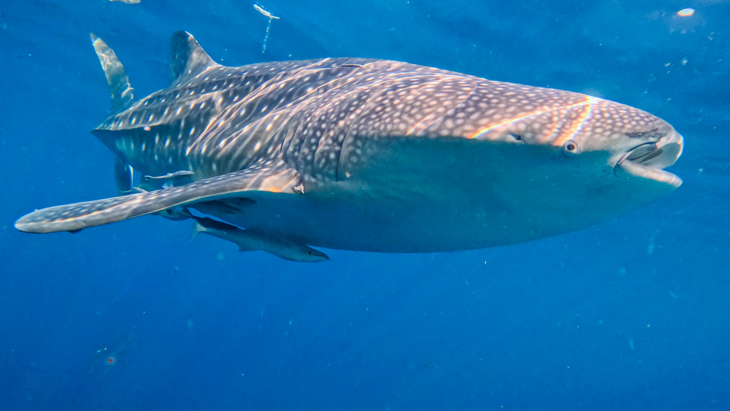 Requin-baleine en pleine mer