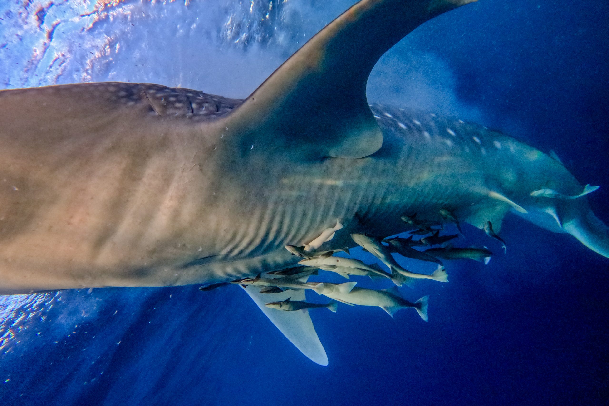 Requin-baleine et rémoras