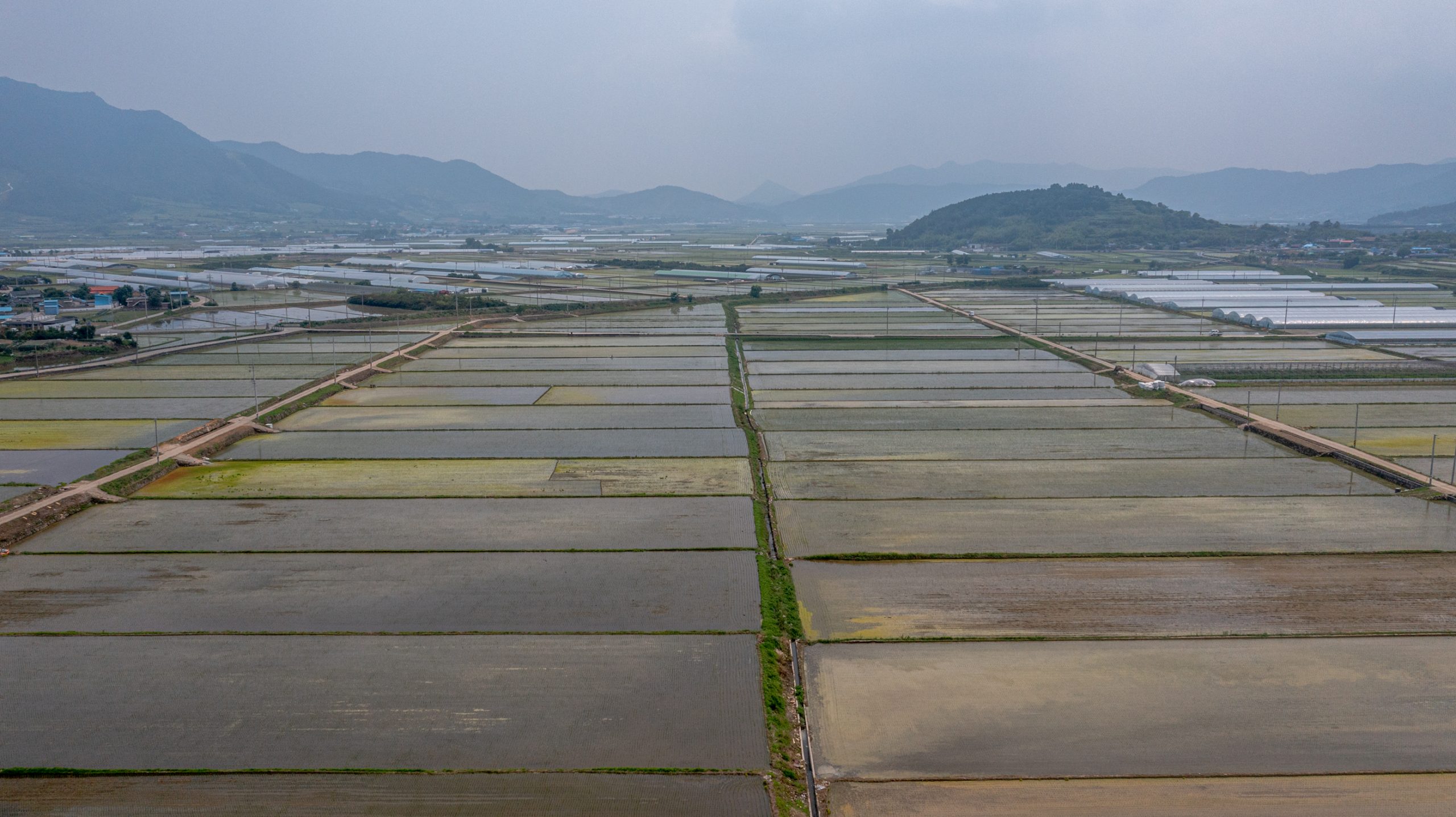 Rizières Inondées à Perte de Vue