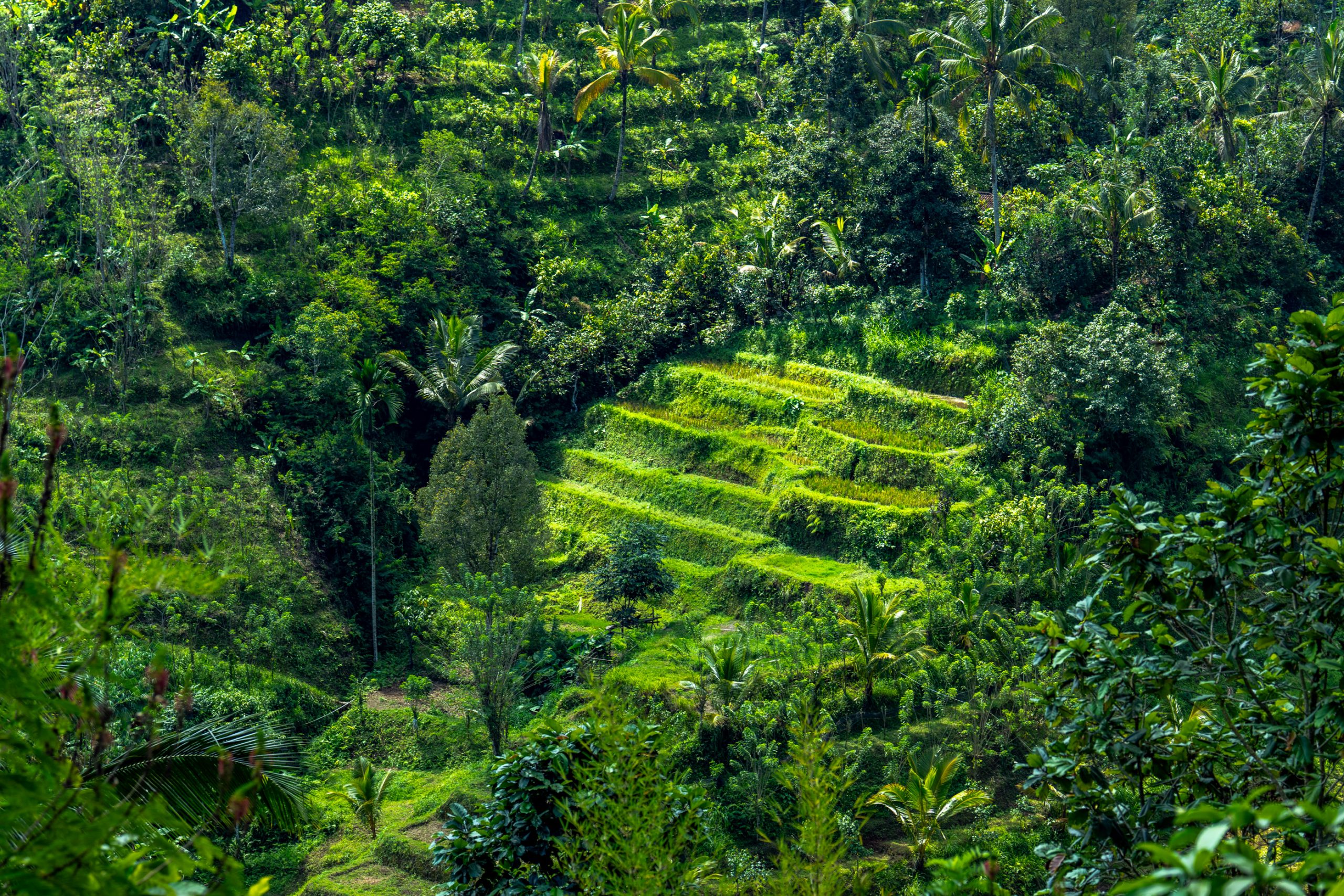 Rizières en terrasses de Bali