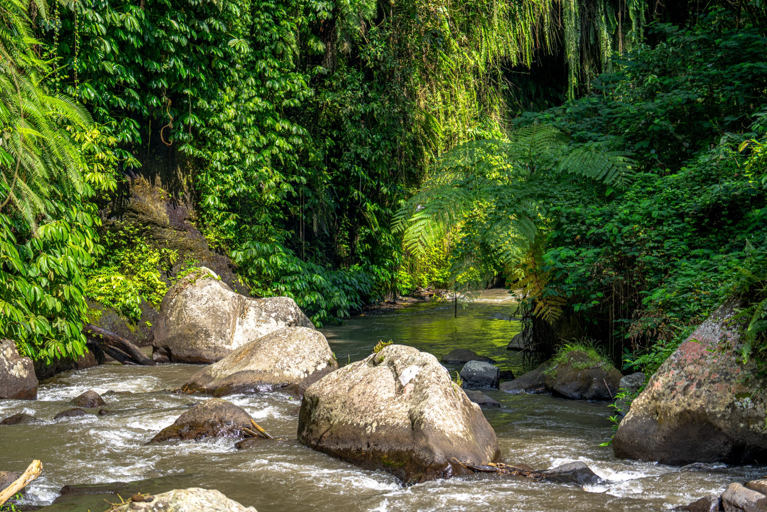 Ruisseau en forêt tropicale