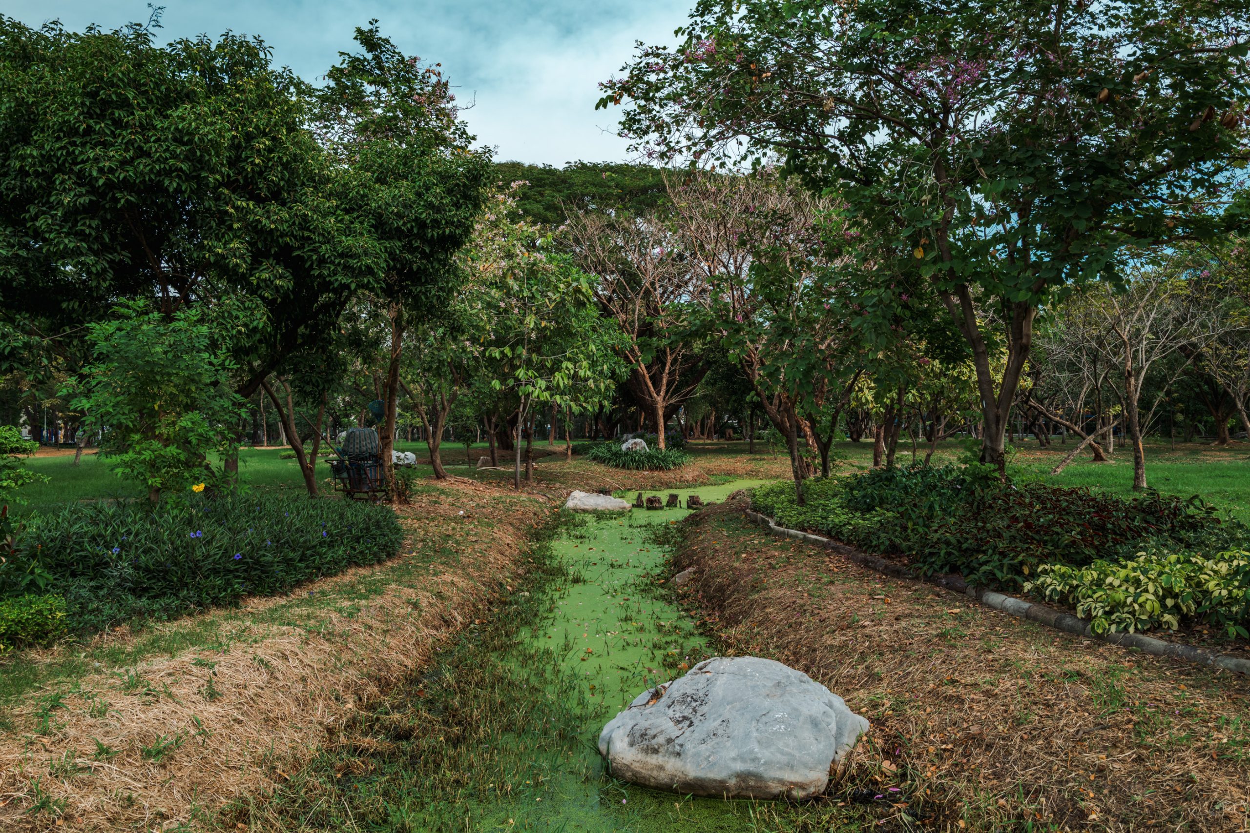 Ruisseau envahi de lentilles d’eau