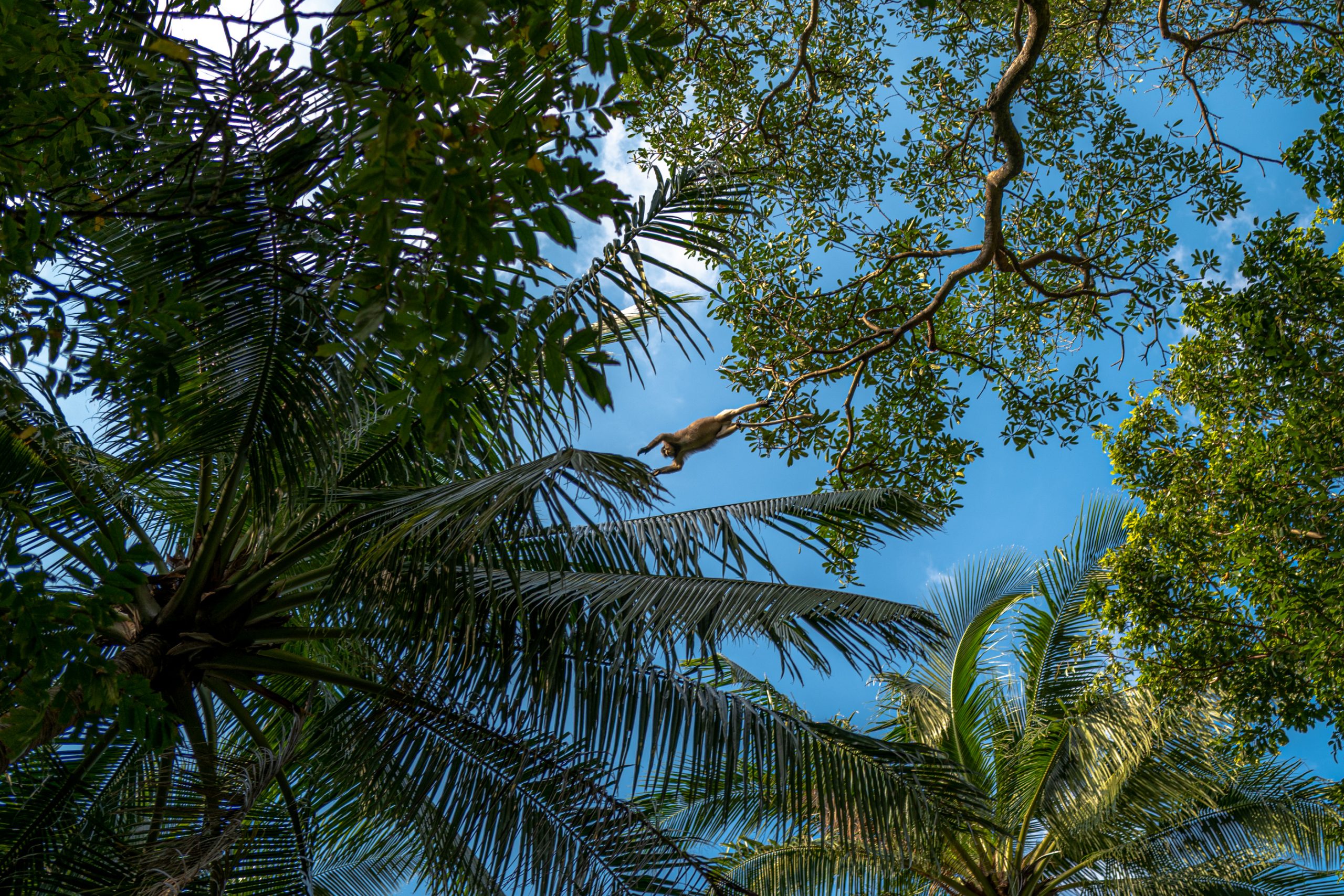 Singe Araignée dans la Canopée