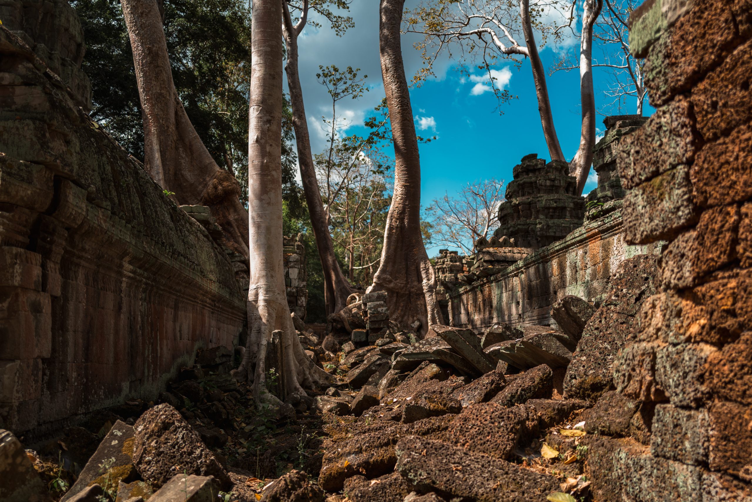 Ta Prohm enlacée par les racines