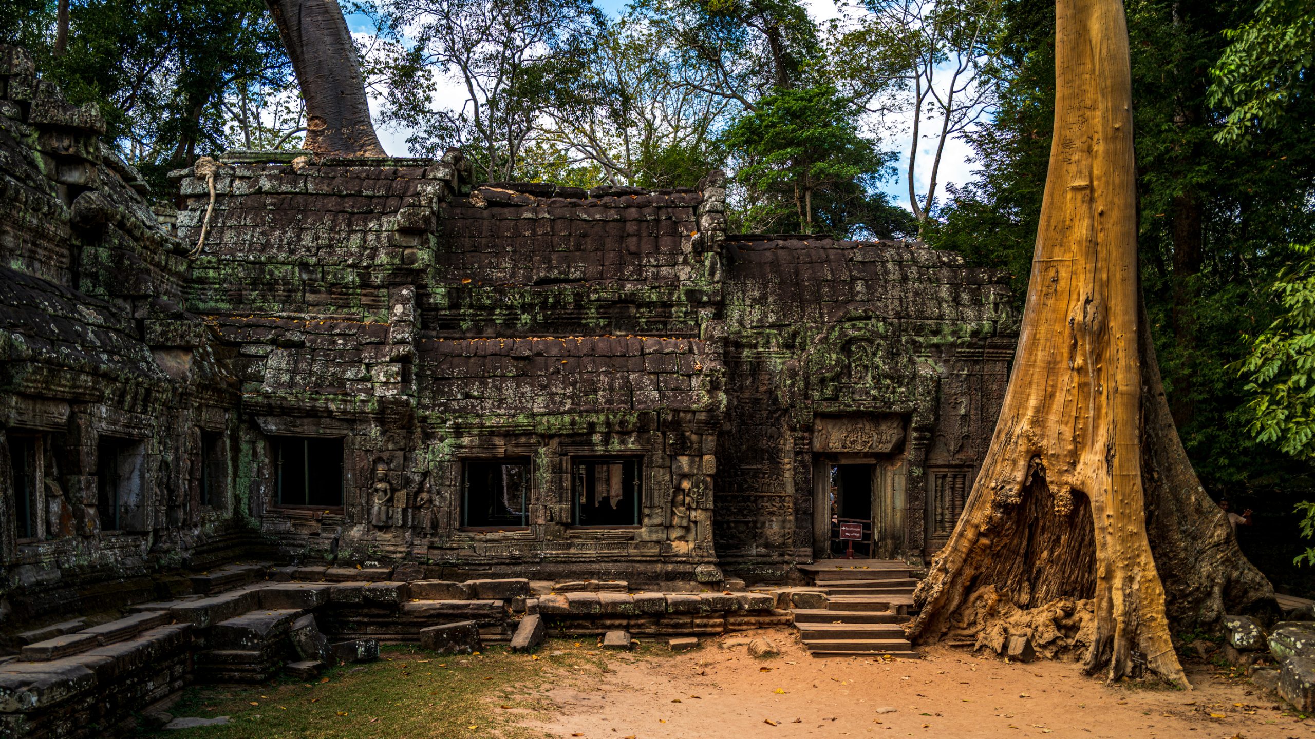 Temple de Ta Prohm envahi