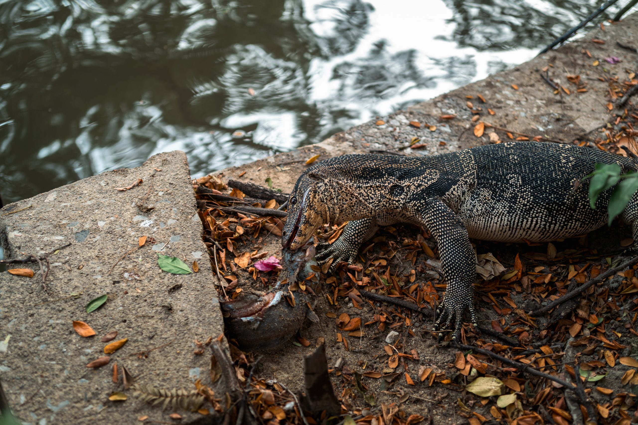 Varan des marais dévorant un poisson