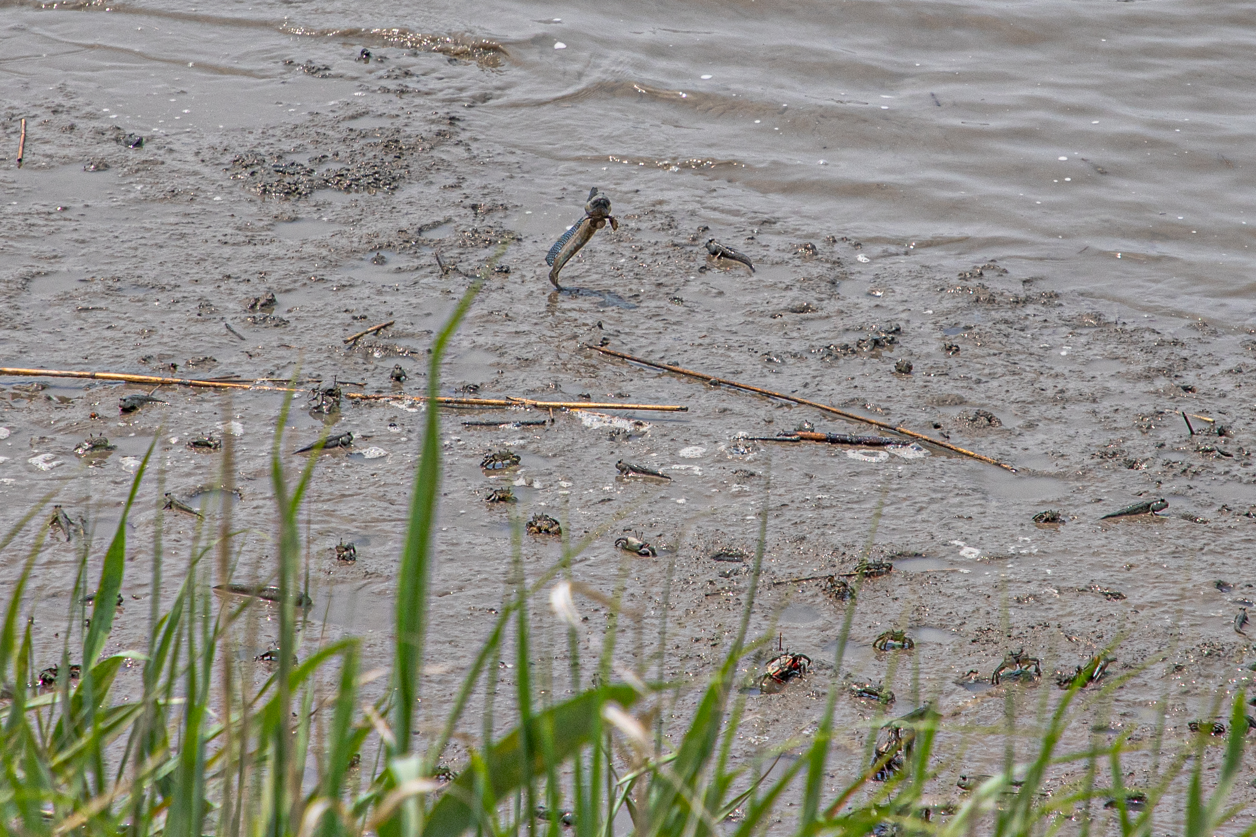 Vasière aux crabes violonistes
